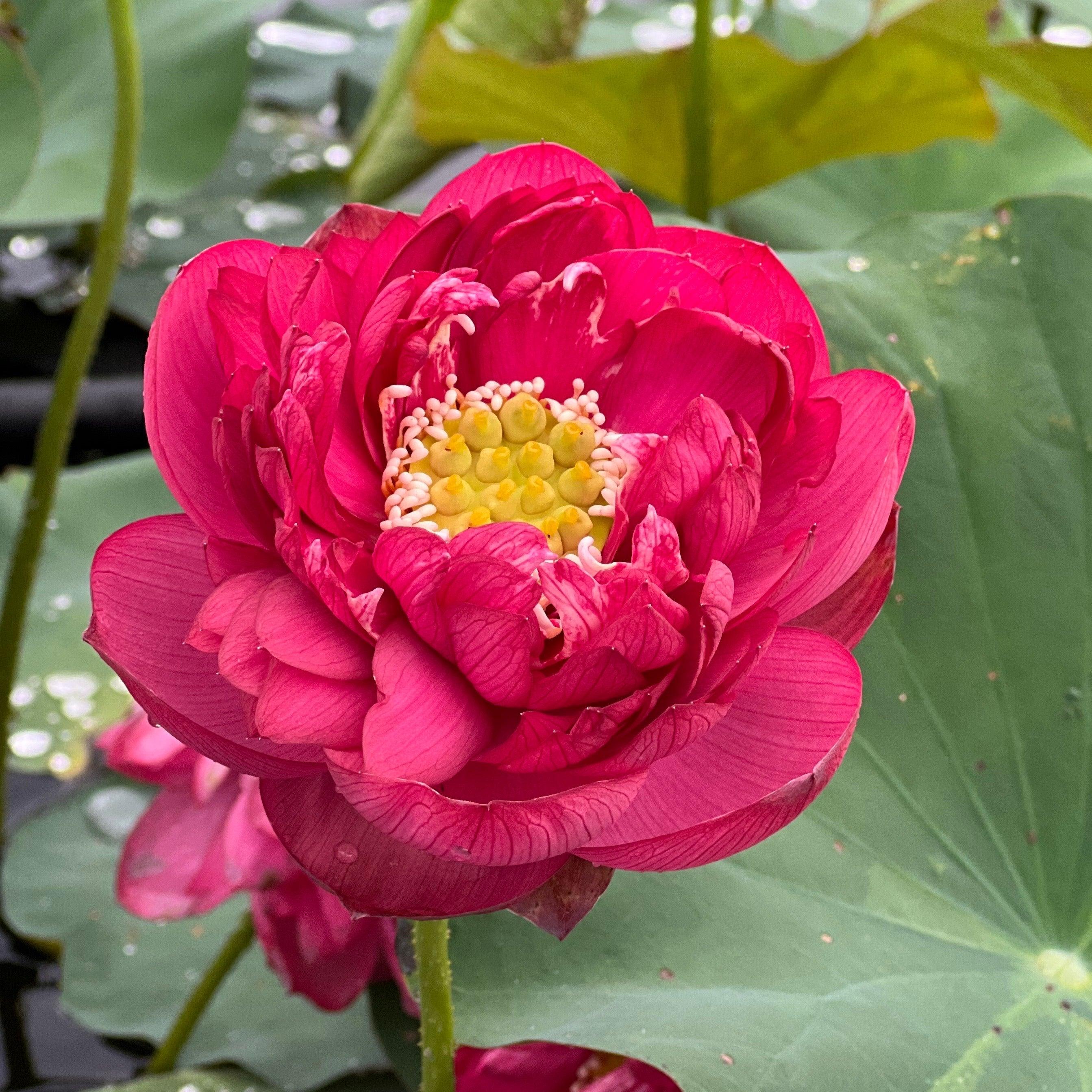 Impressions of West Lake Lotus (Bare Root)