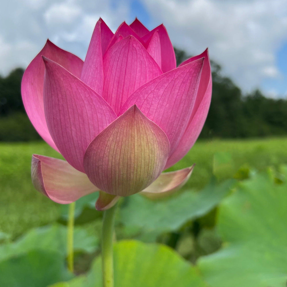 Jizhou Tall Red Lotus (Bare Root)