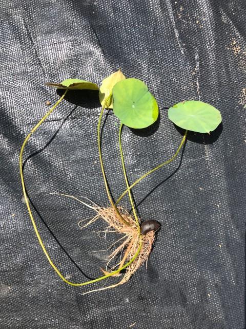 lotus plant seeds price Lotus Seeds for Sale