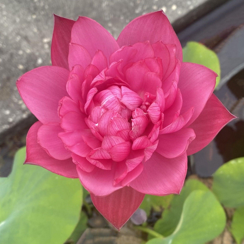 Mini Fall Lotus Mini Blood - Teeny Tiny Lotus (Bare Root)