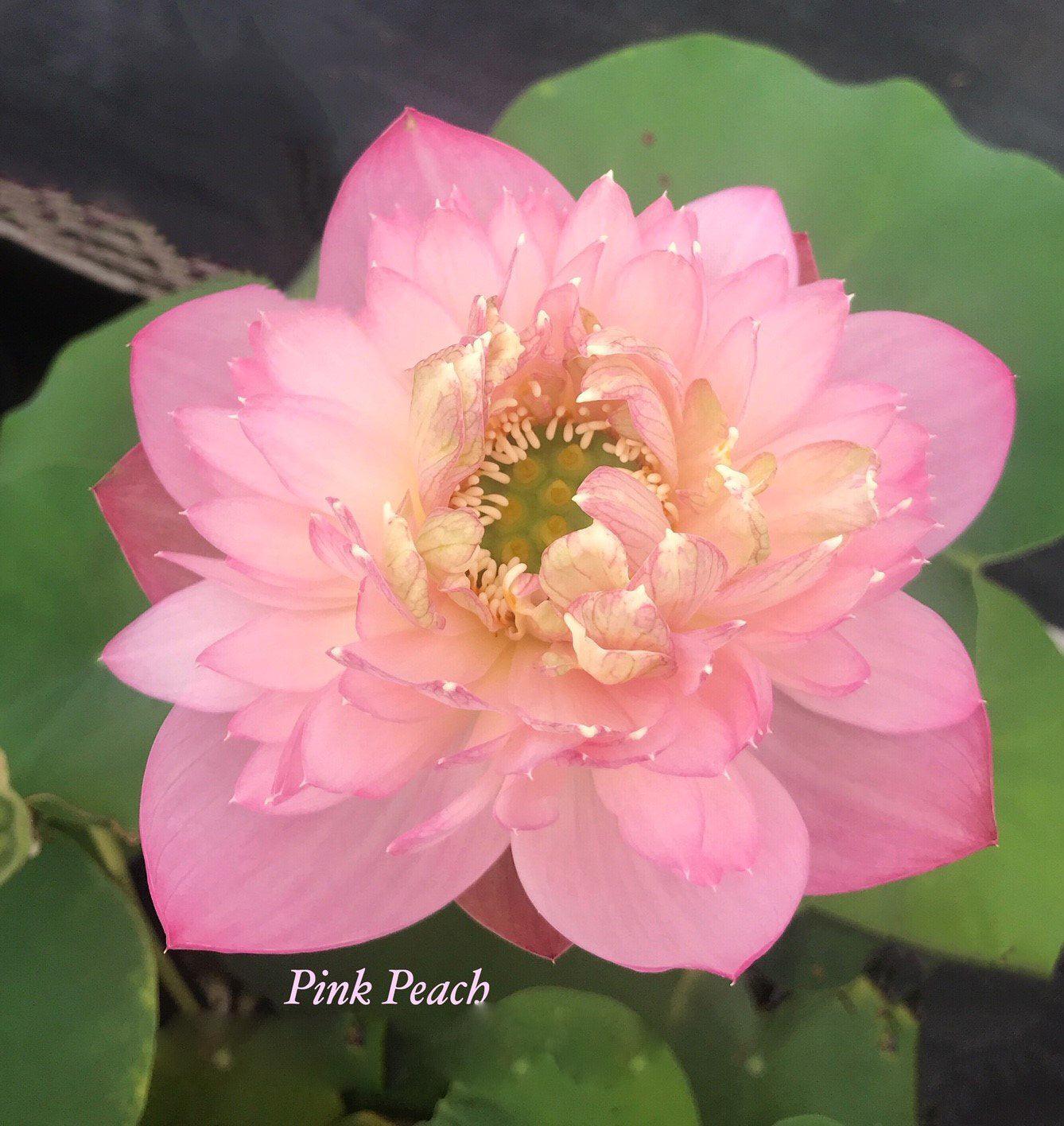 2024 Pink Peach Lotus (Bare Root) - Play It Koi