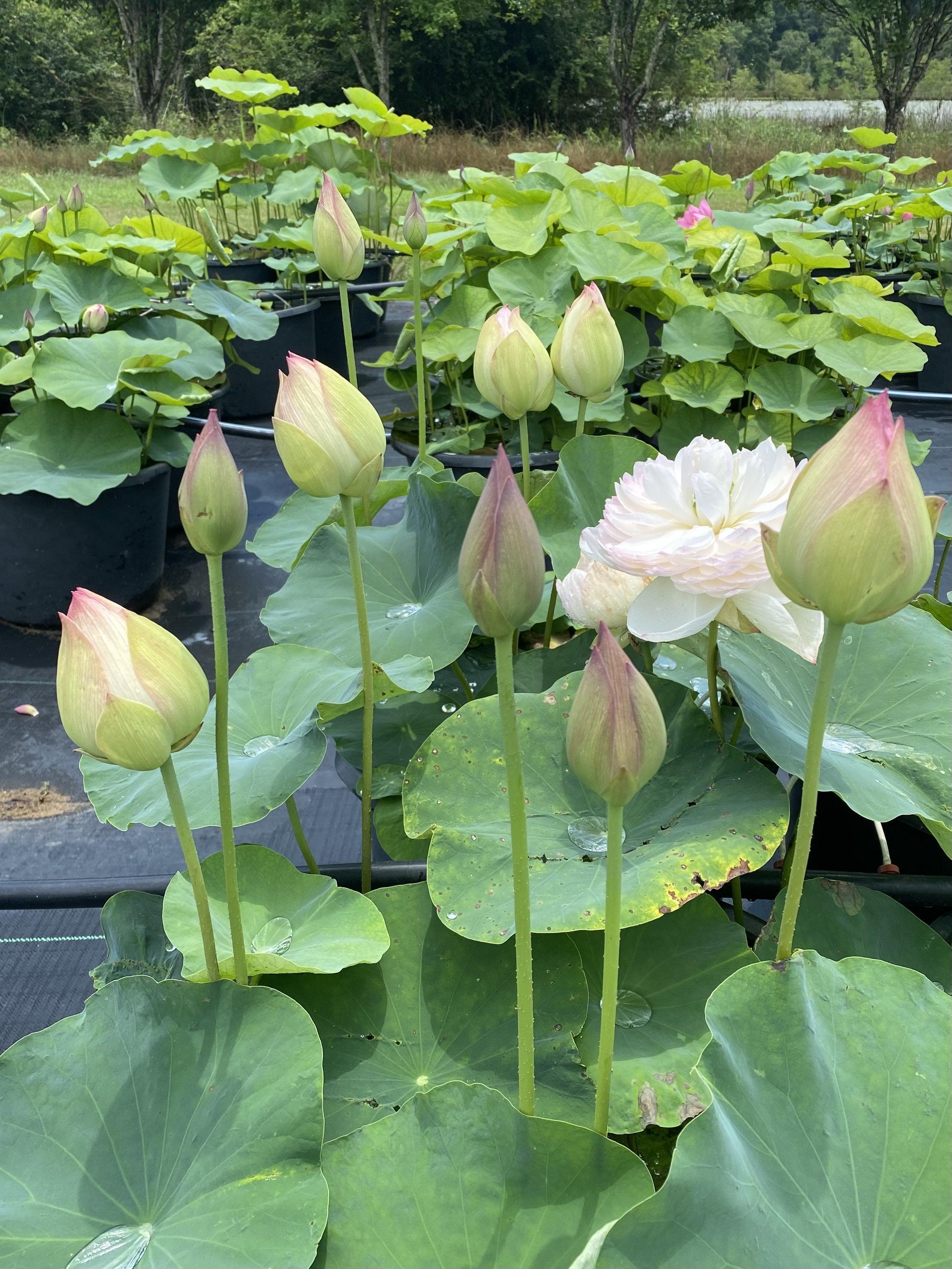 2024 Super - Our #1 Blooming Lotus (Bare Root) - Play It Koi