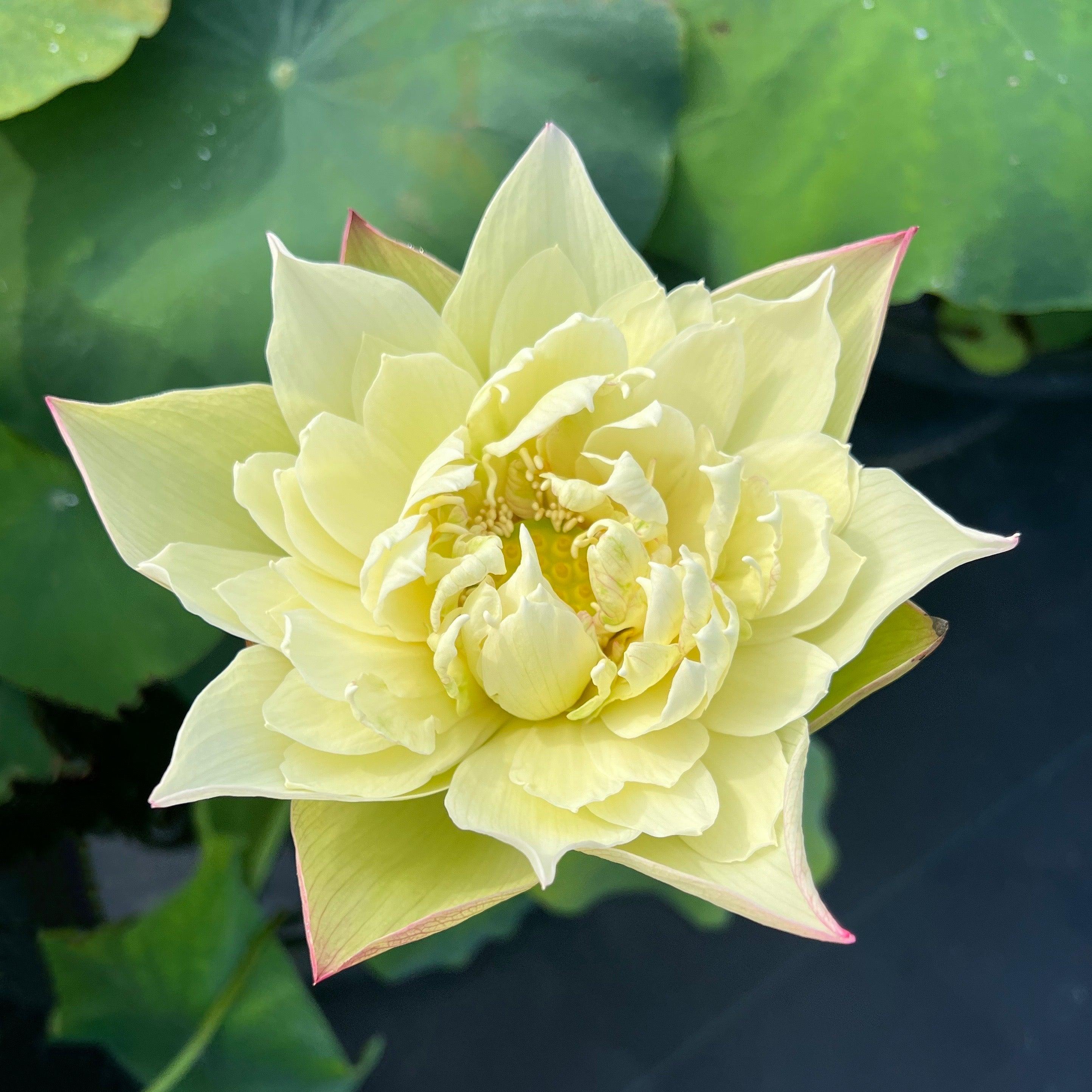 Vermilion Inlaid Gold Lamp- Like Velvet Lotus (Bare Root)