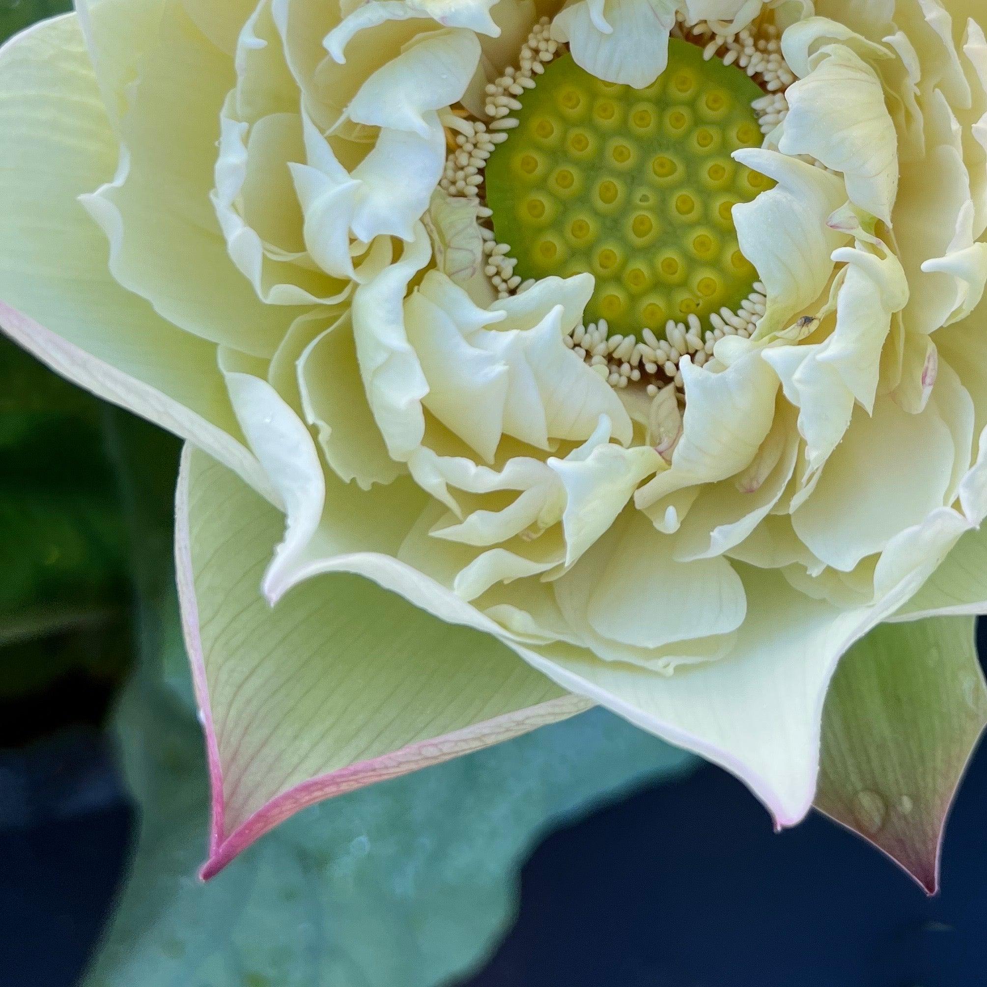 【Lotusさま専用】Pingo de Mel, Sao Luis 挿木苗 Vermilion Inlaid Gold Lamp- Like Velvet Lotus (Bare Root)