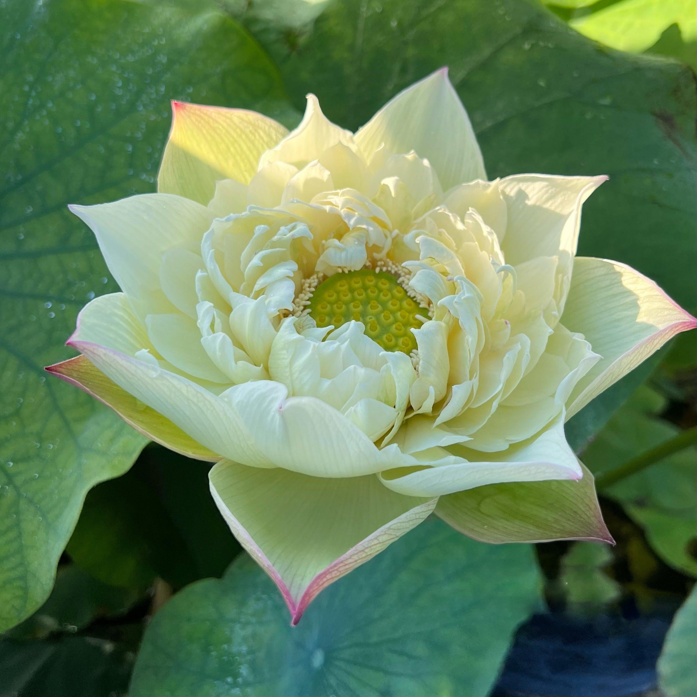 Vermilion Inlaid Gold Lamp- Like Velvet Lotus (Bare Root)