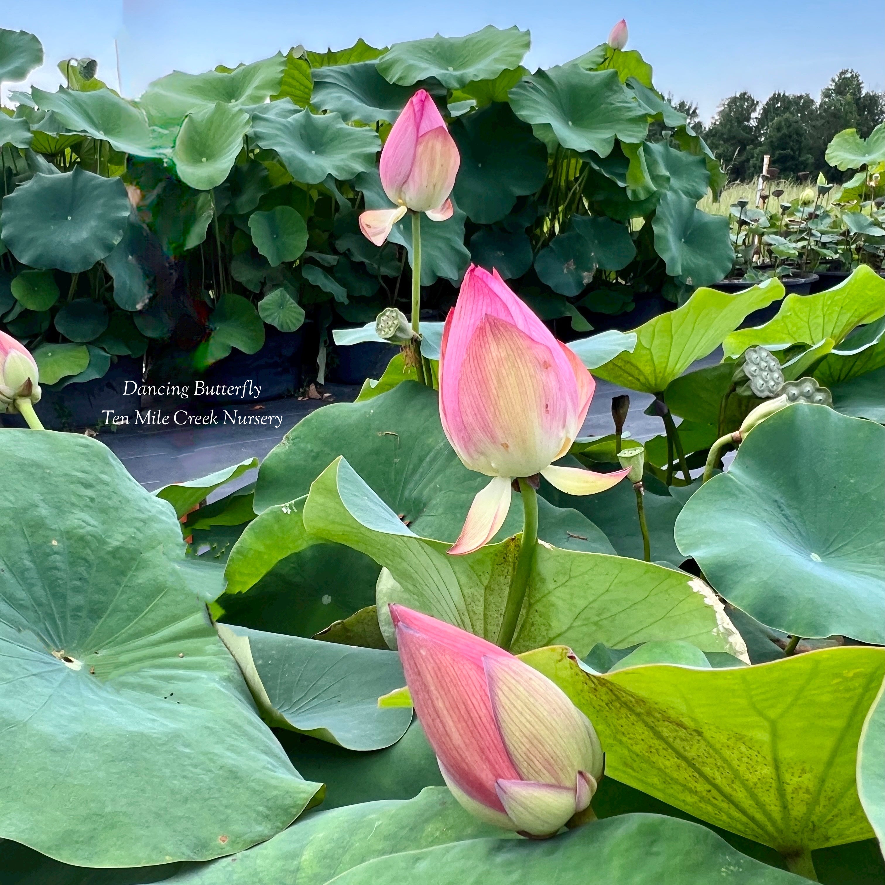 2025 Dancing Butterfly Lotus (Bare Root)