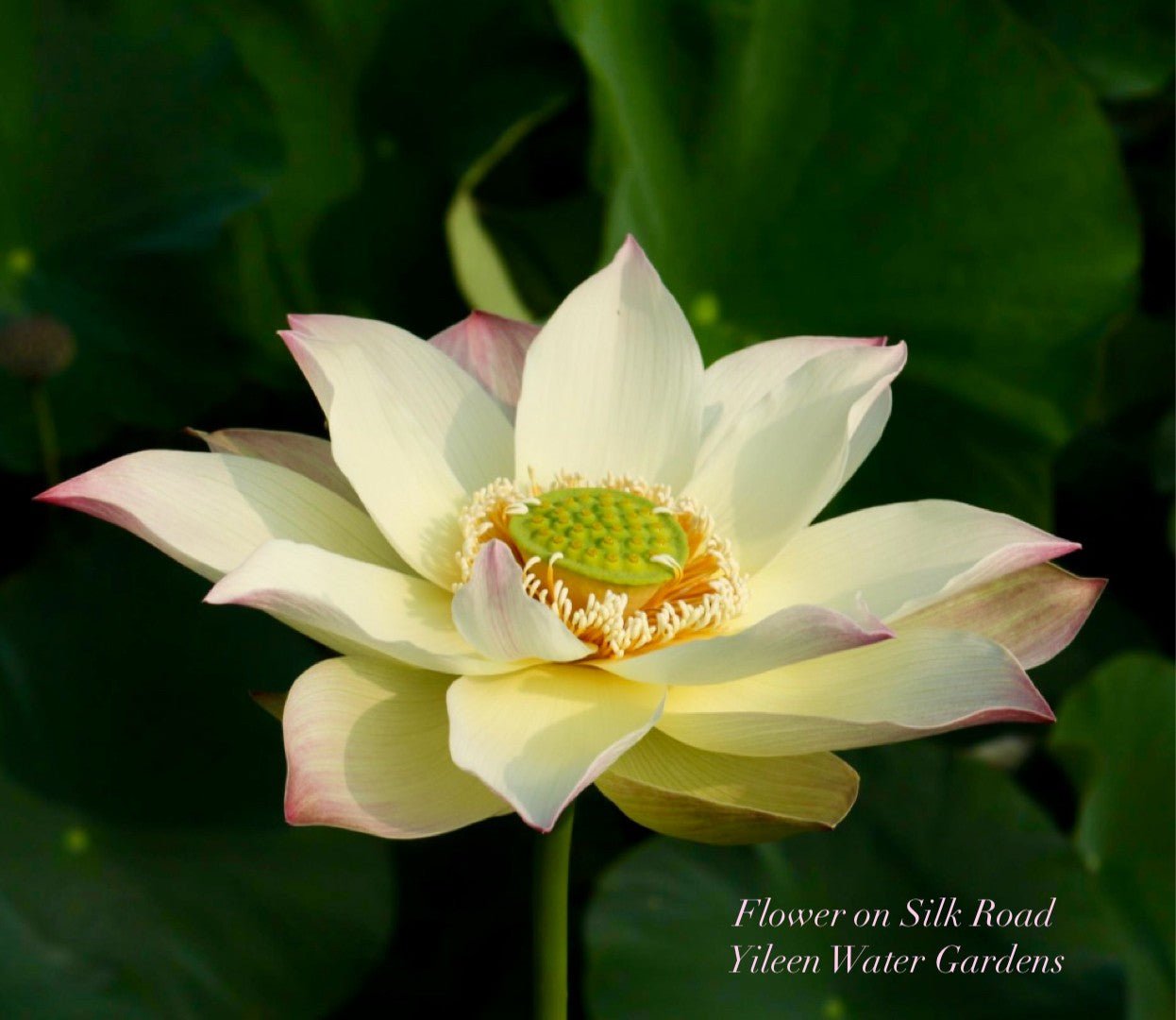 2025 Flower on Silk Road Lotus (Bare Root)