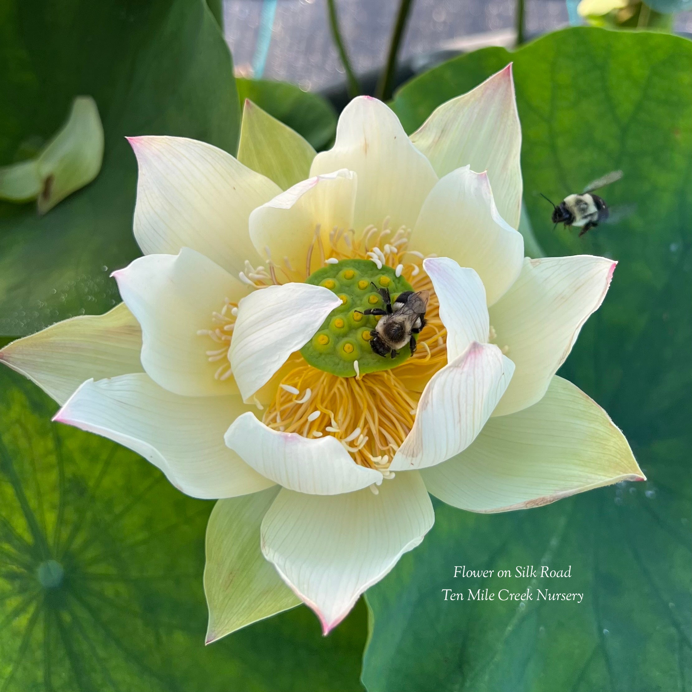 2025 Flower on Silk Road Lotus (Bare Root)