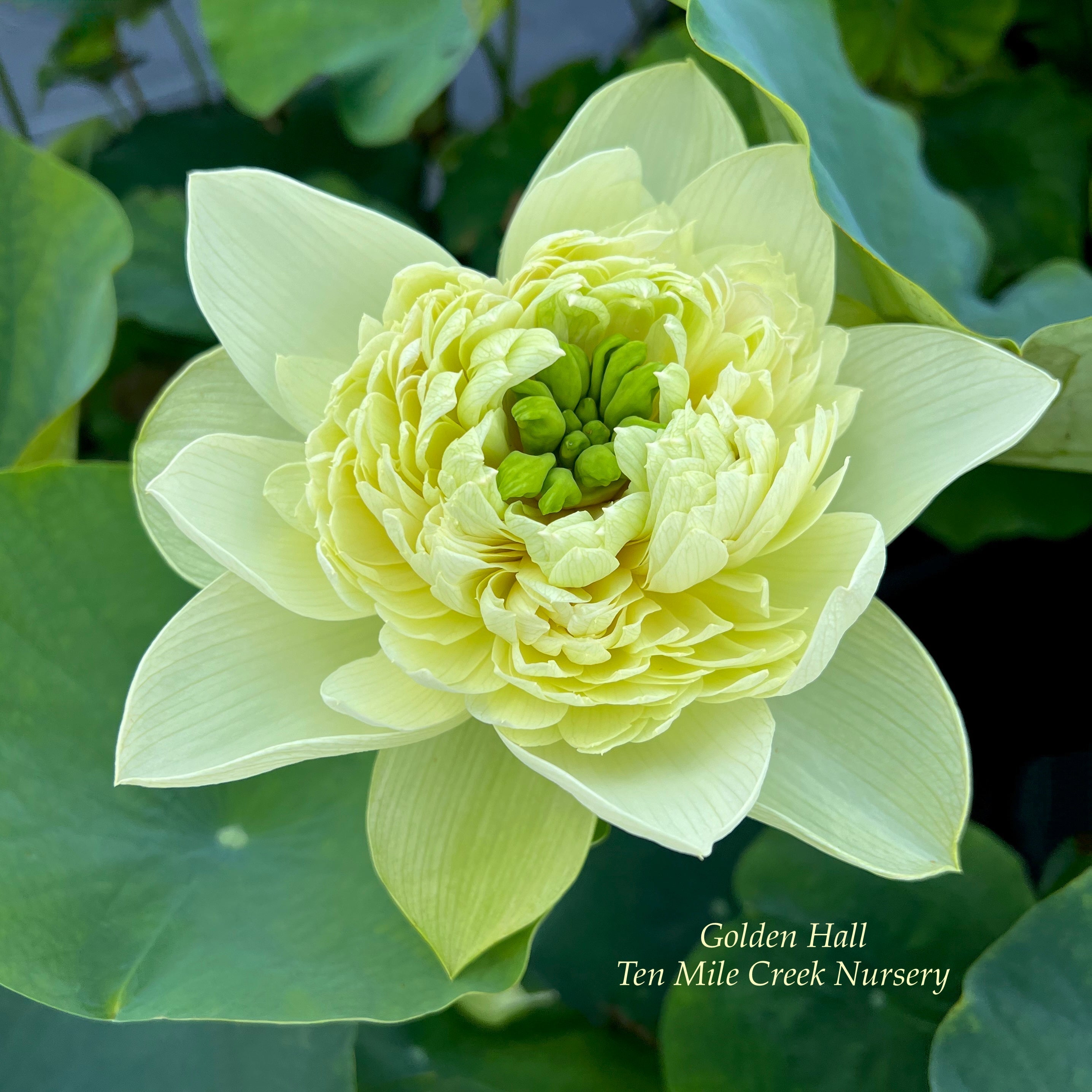 フラワー・ガーデニング S 1000 Gold Lotus ( RuRun Lotus ) Golden Hall Lotus (Bare Root)