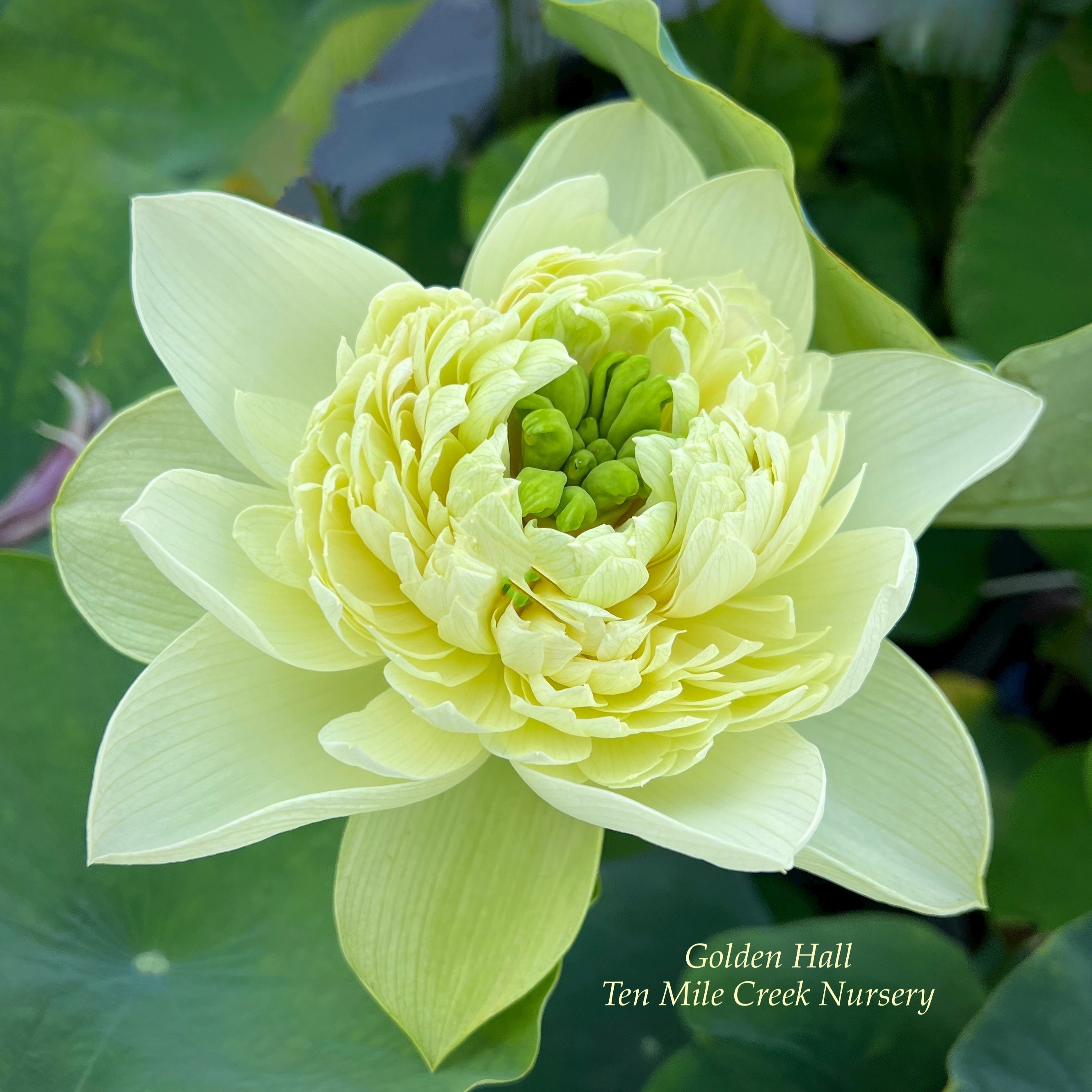 2025 Golden Hall Lotus (Bare Root)