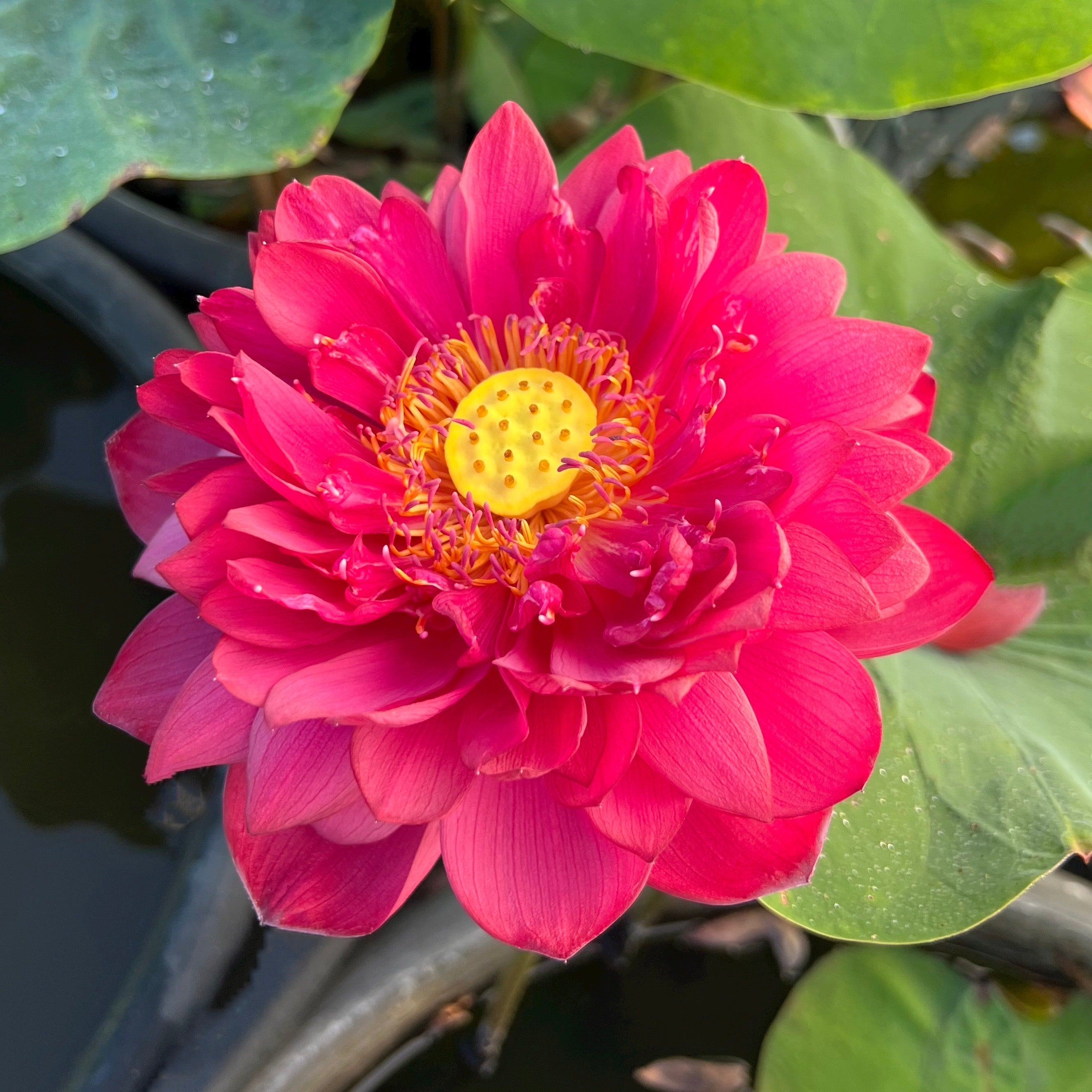 Multi-Petal & Double Lotus Plants for Sale | Peony-Style Lotus