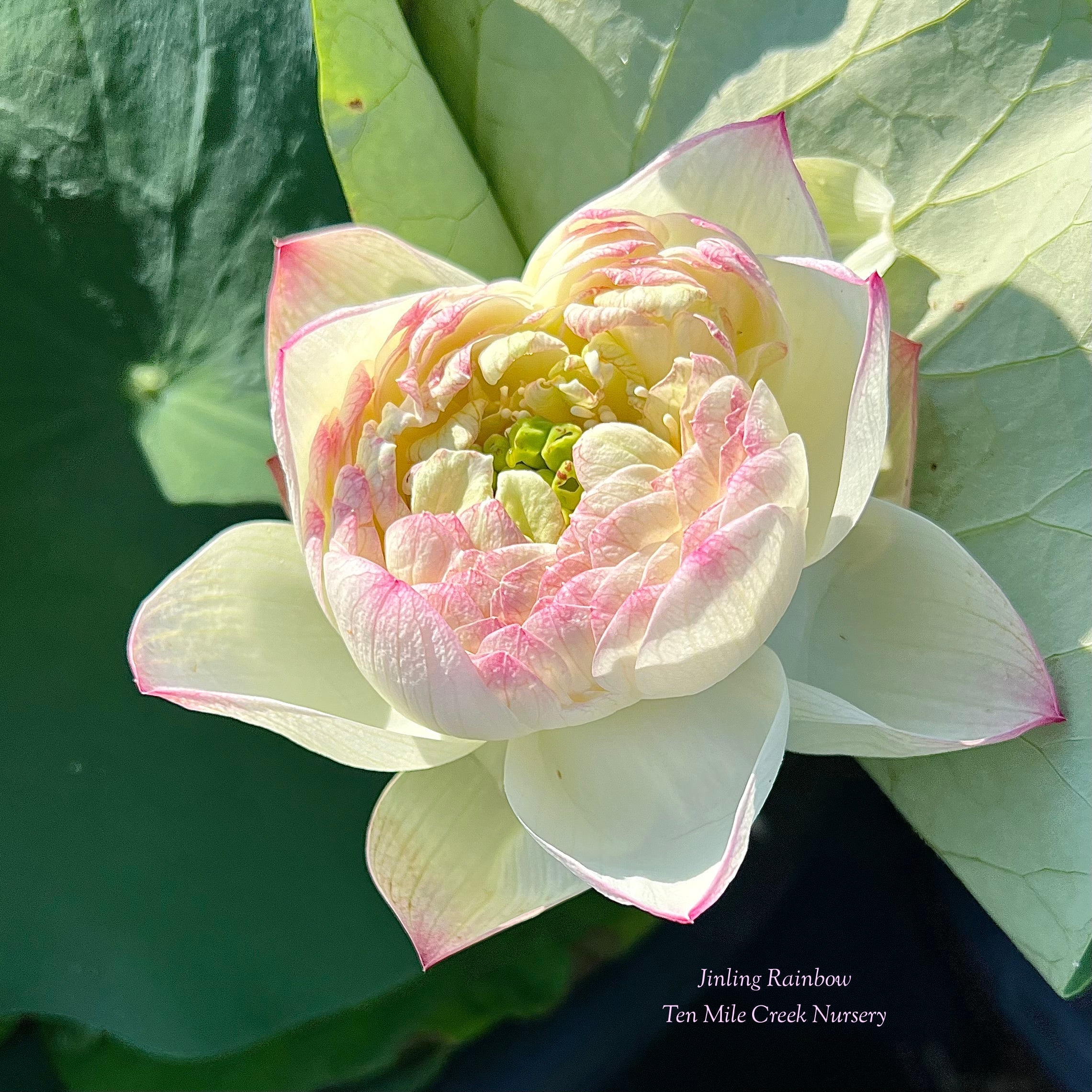 2025 Jinling Rainbow Lotus (Bare Root)