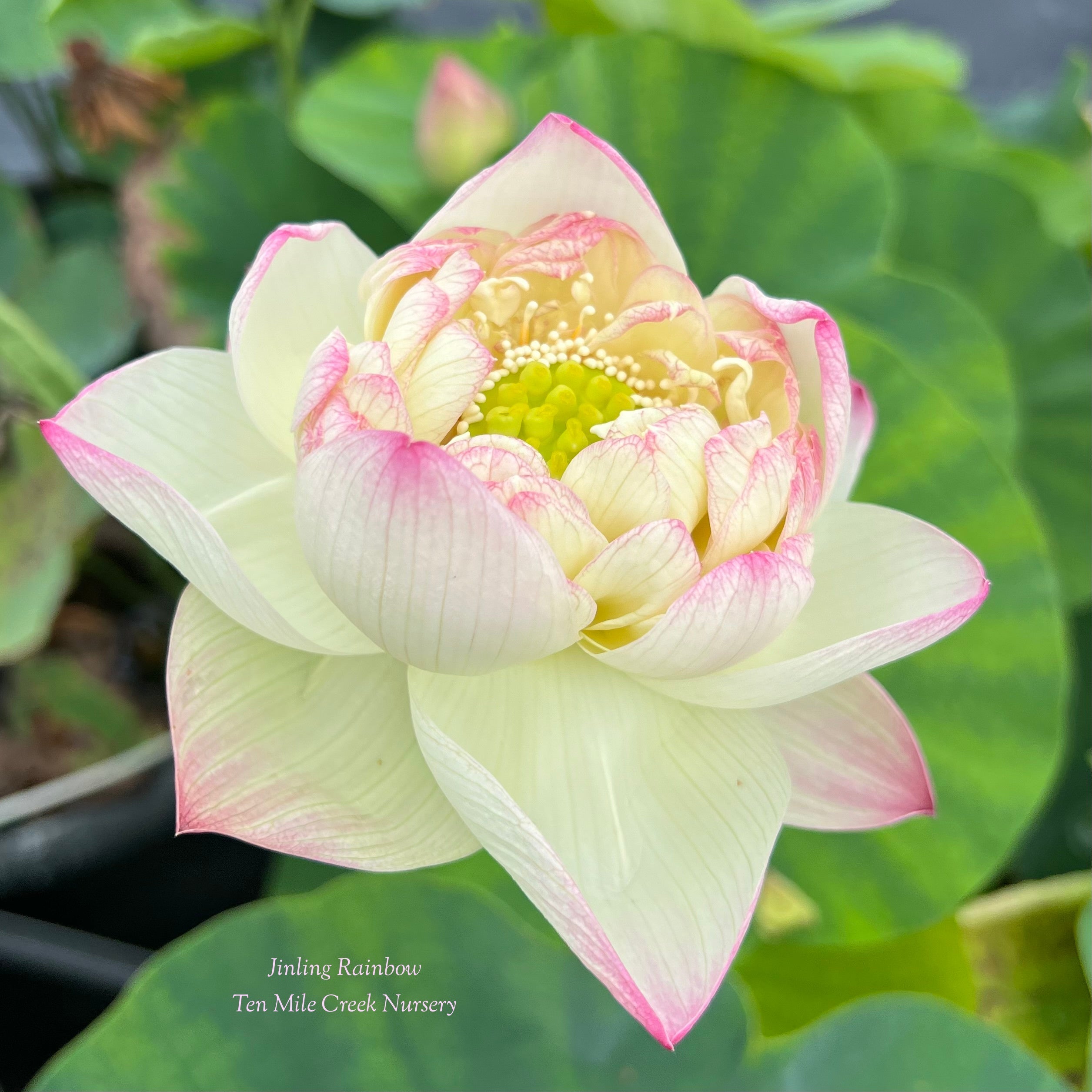 2025 Jinling Rainbow Lotus (Bare Root)