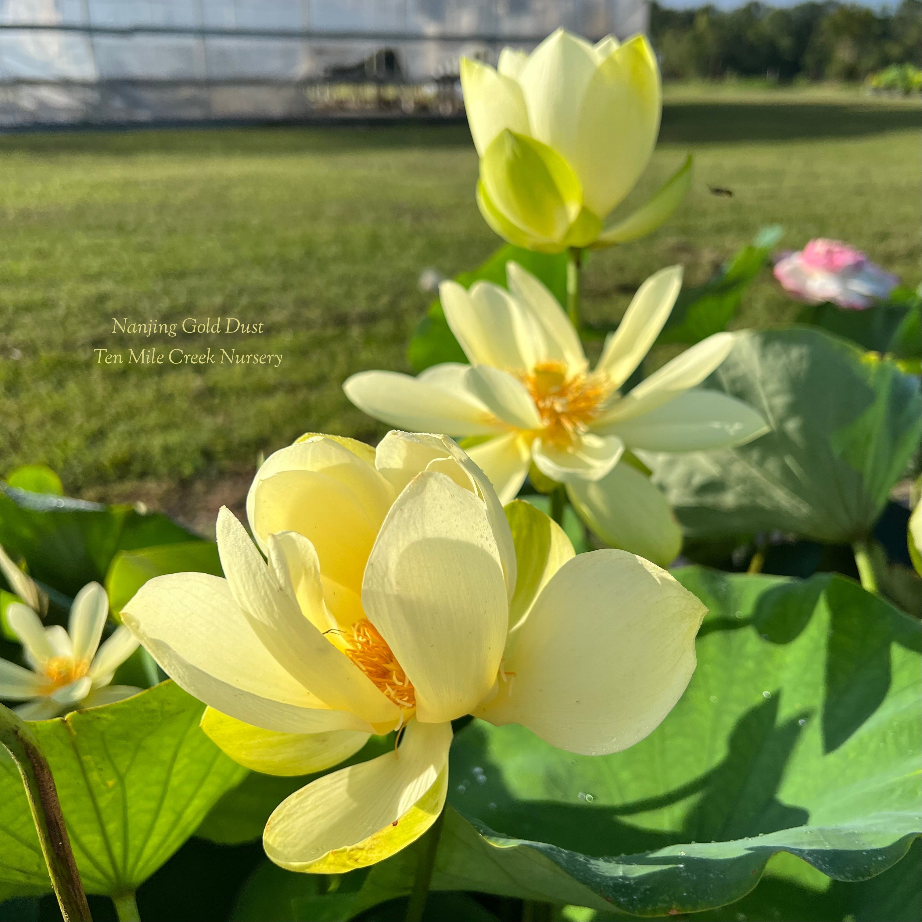 2025 Nanjing Gold Dust Lotus (Bare Root)