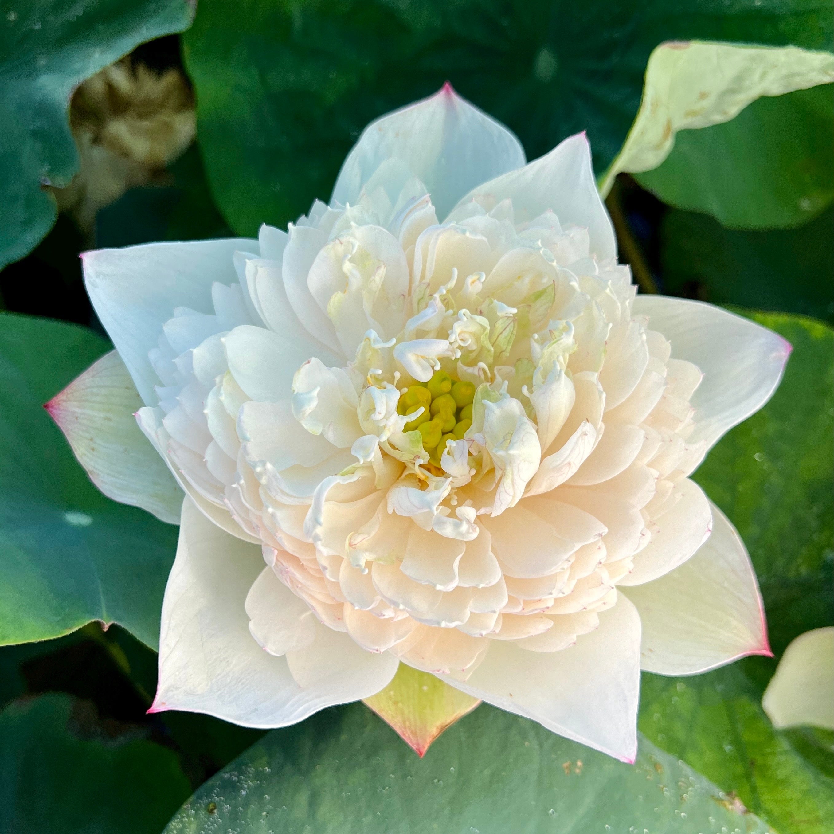 2025 Nanzhou Snow Peak Lotus (Bare Root)