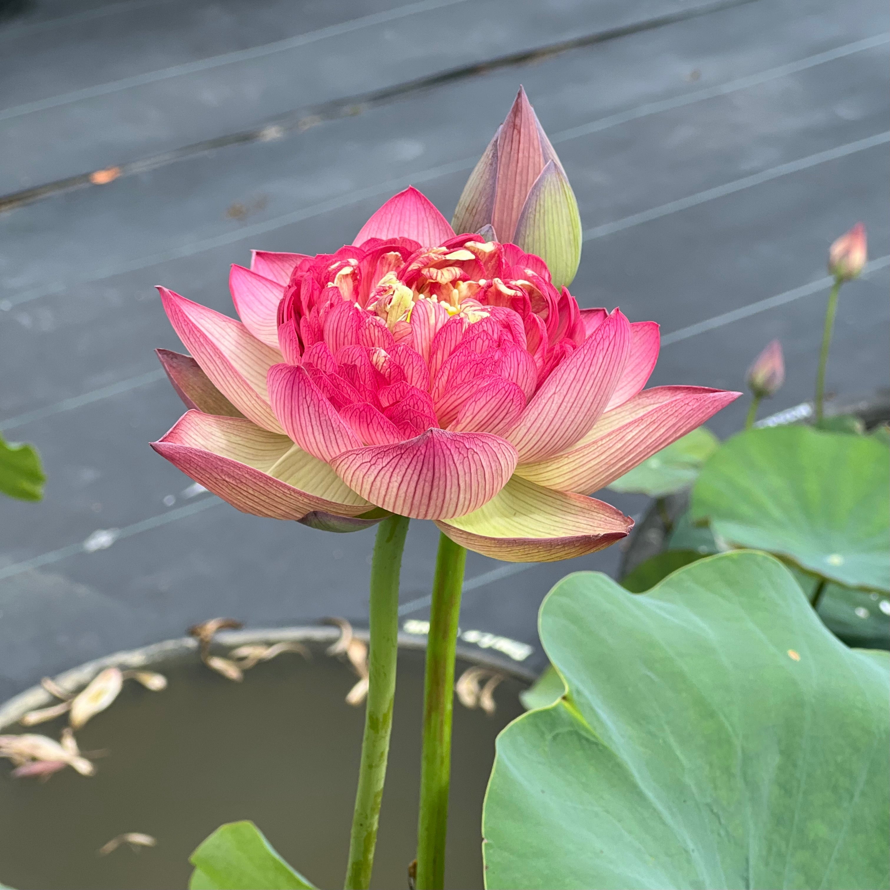 Roosters & Morning Bells Lotus (Bare Root)