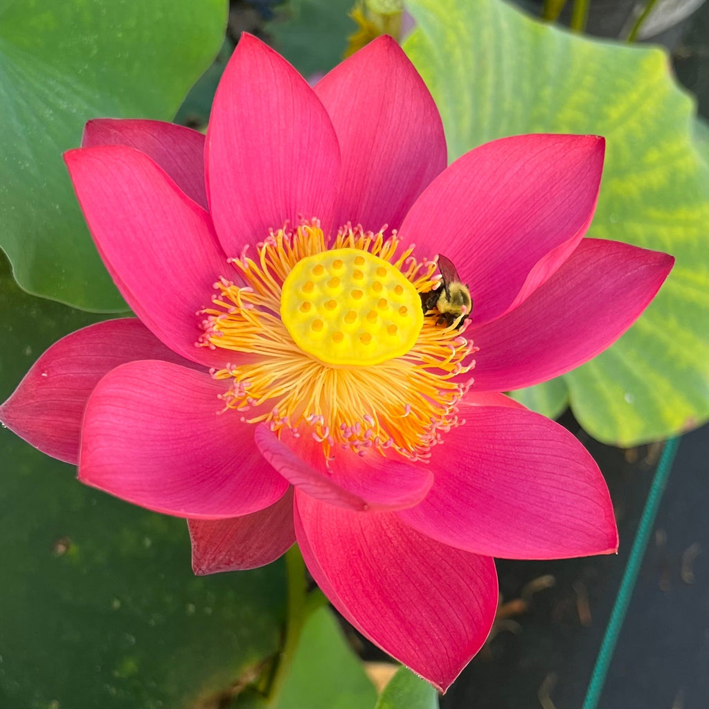 Mini Fall Lotus Shine Miniature Lotus (Bare Root)