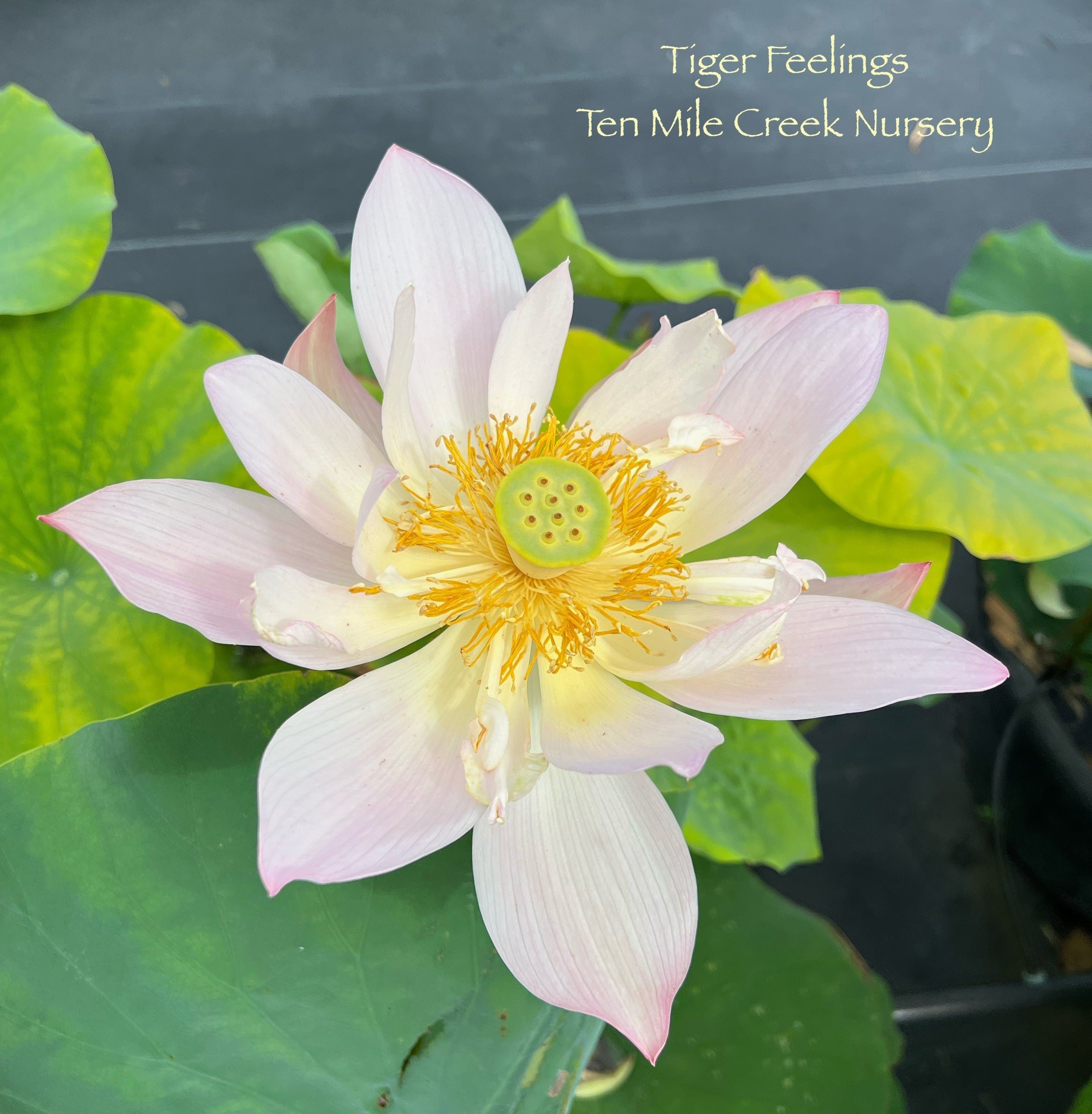 2025 Tiger Feelings Lotus (Bare Root)