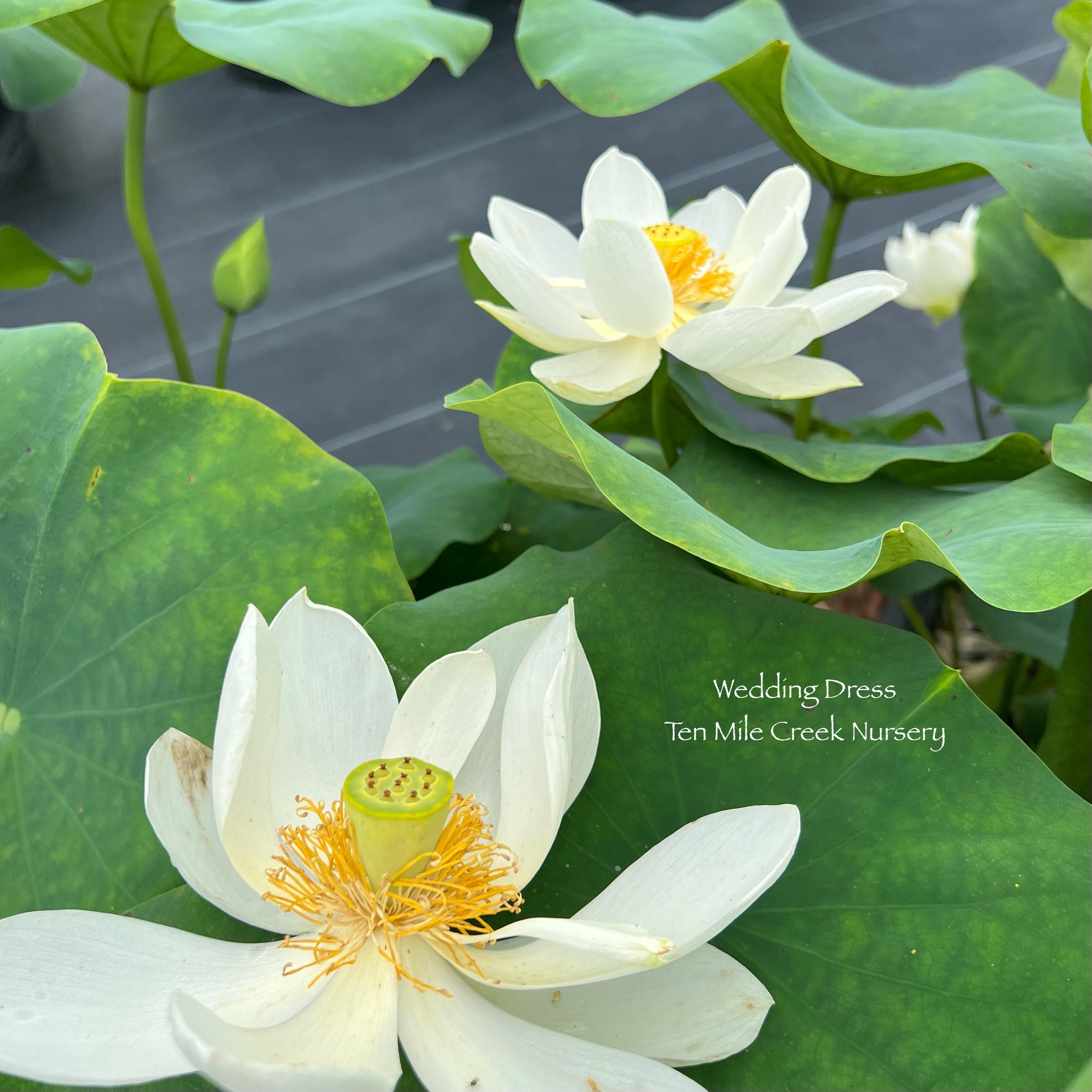 Wedding Dress Lotus (Bare Root)