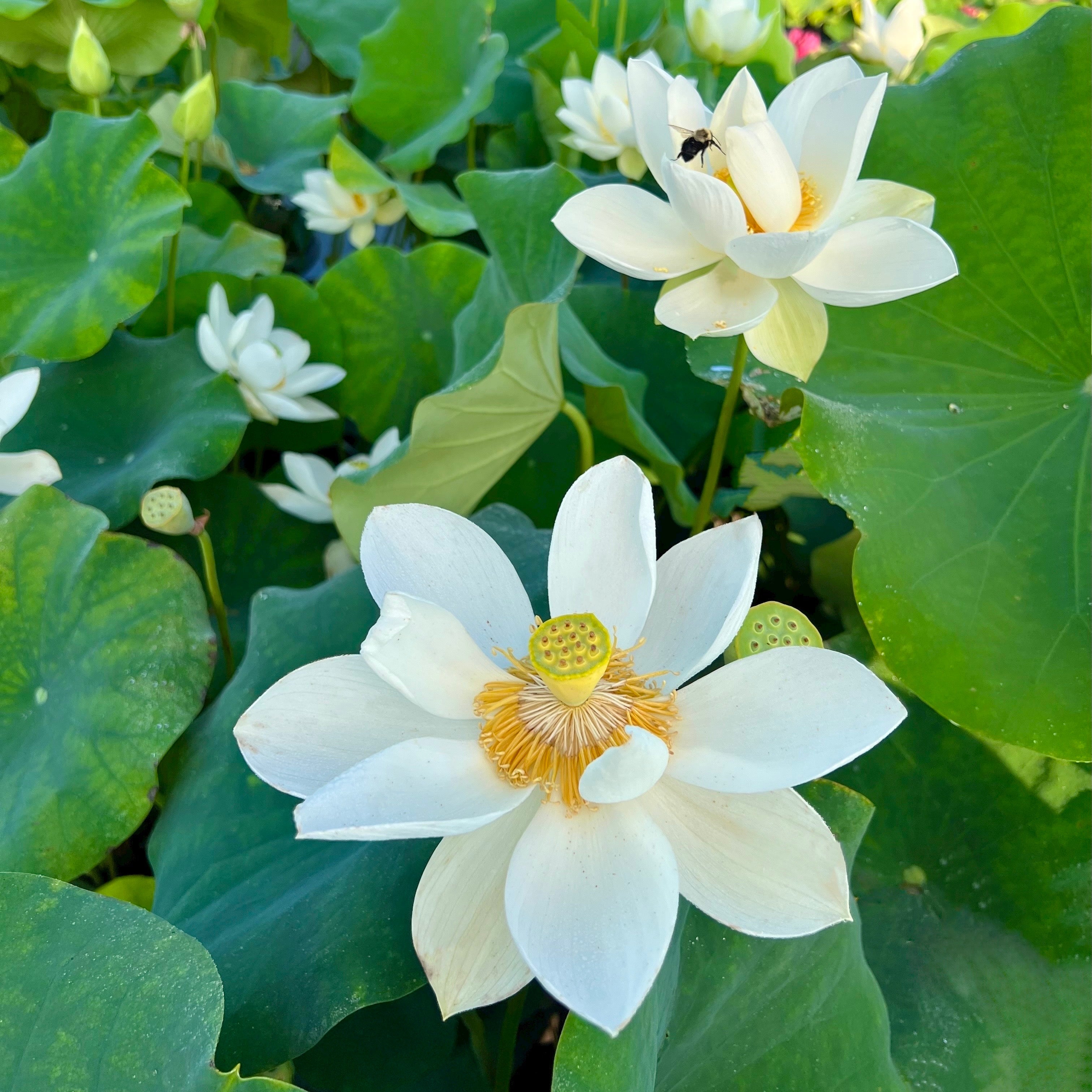 定価6万 タグ付✨️HOUSE OF LOTUS アップリケロングジレ Wedding Dress Lotus (Bare Root)