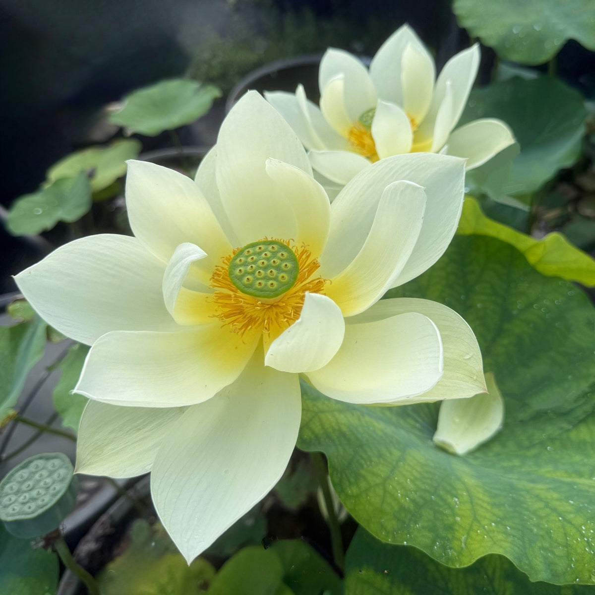 Renyin Breeze Lotus (Bare Root)