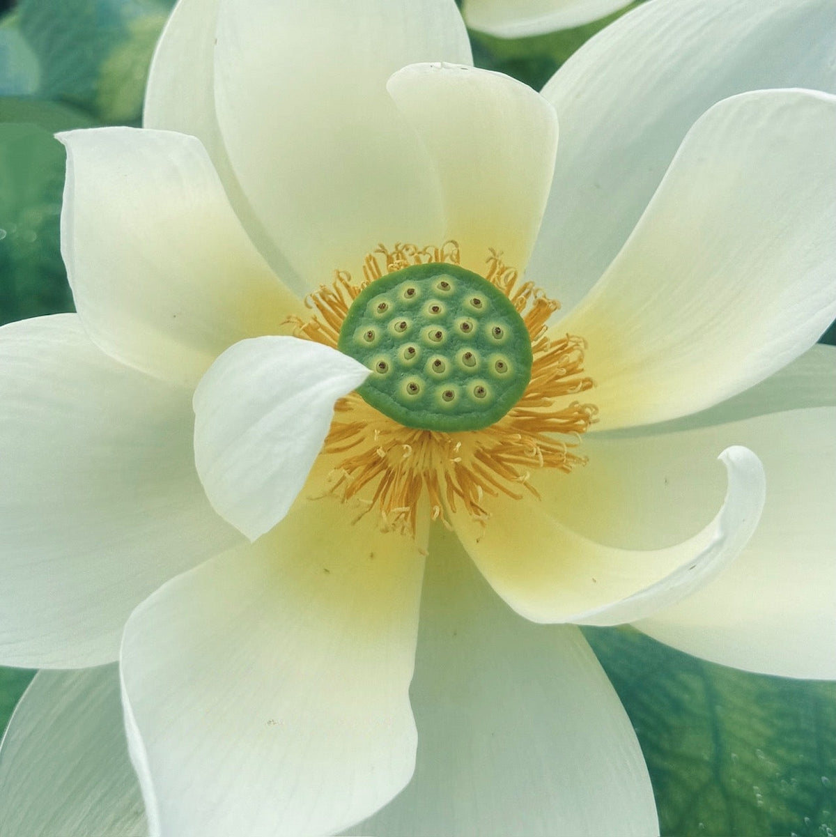 Renyin Breeze Lotus (Bare Root)