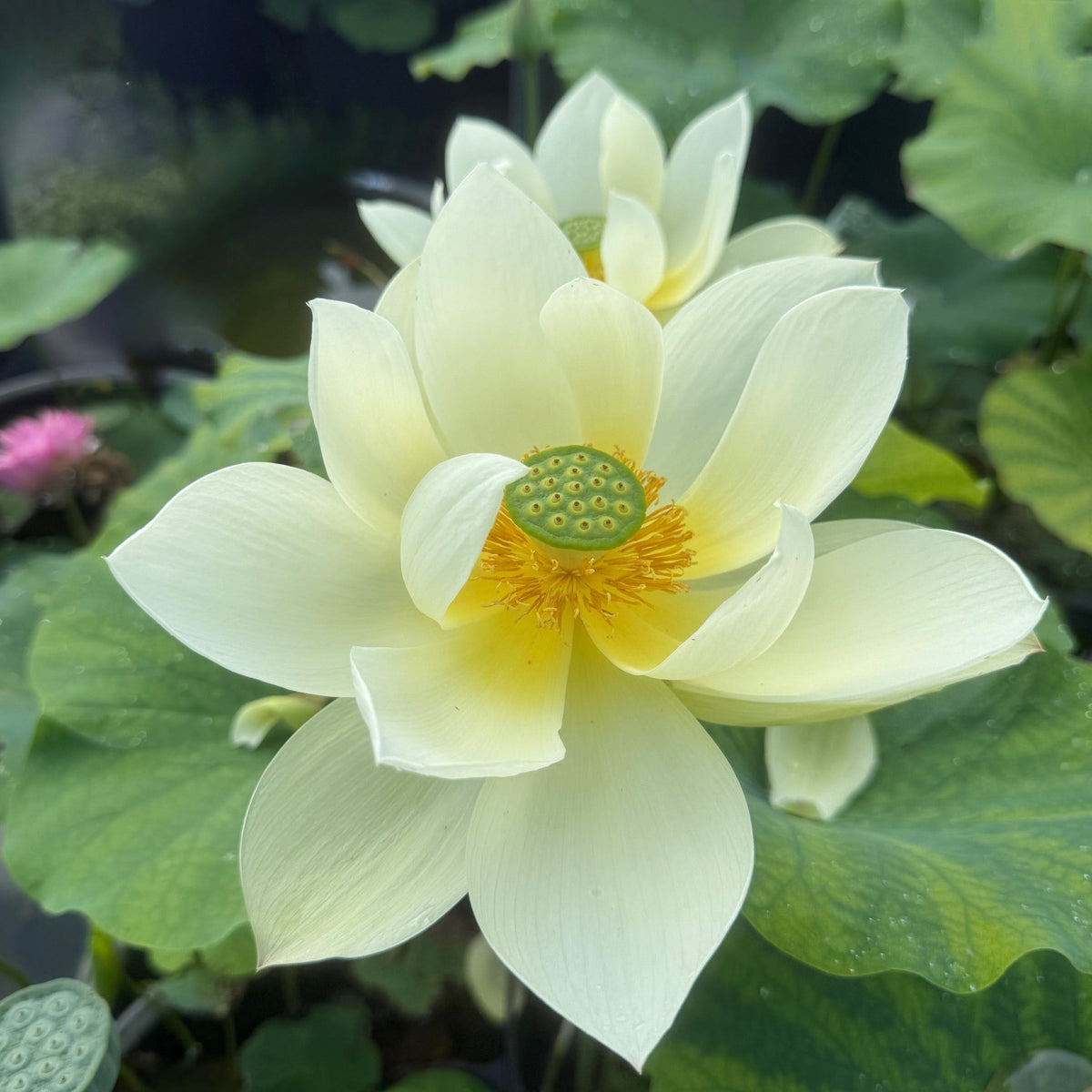 Renyin Breeze Lotus (Bare Root)