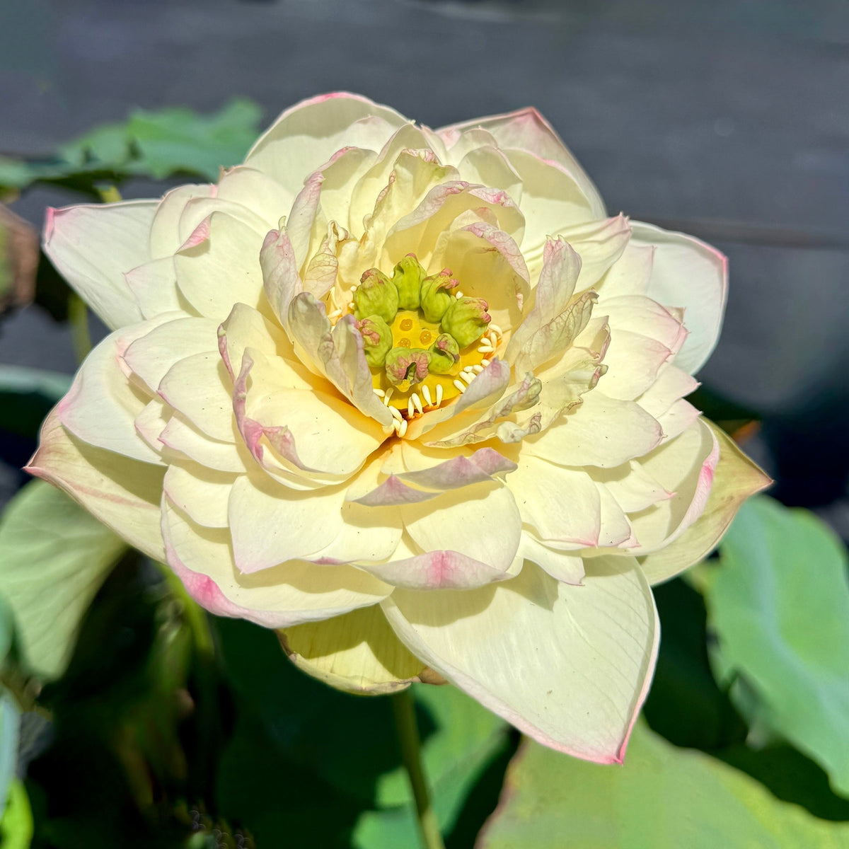 Beauty Gan Lotus (Bare Root)