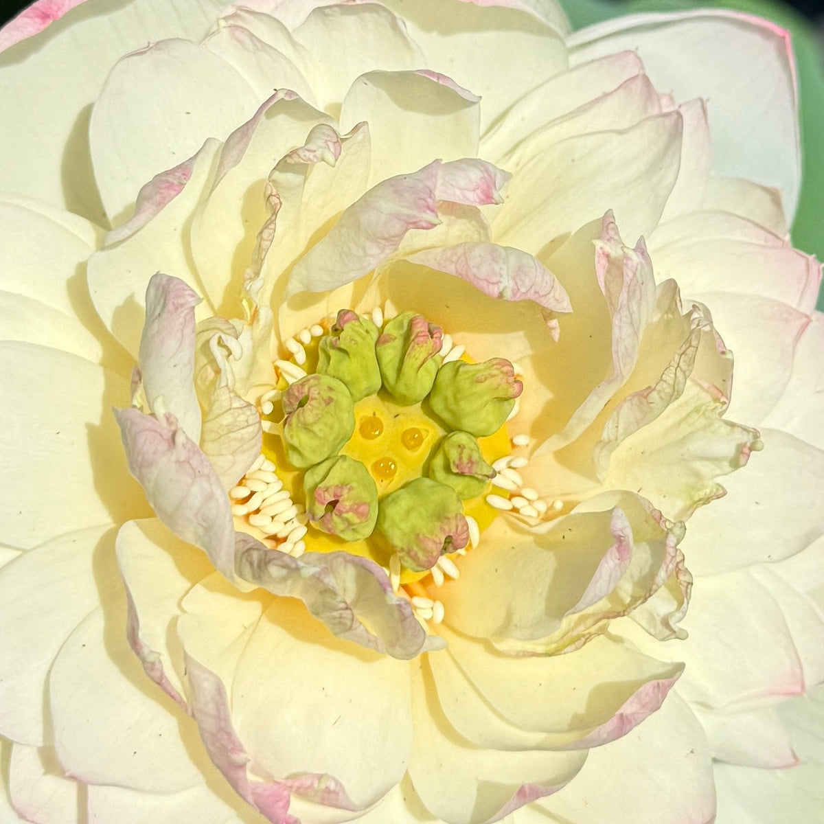 Beauty Gan Lotus (Bare Root)