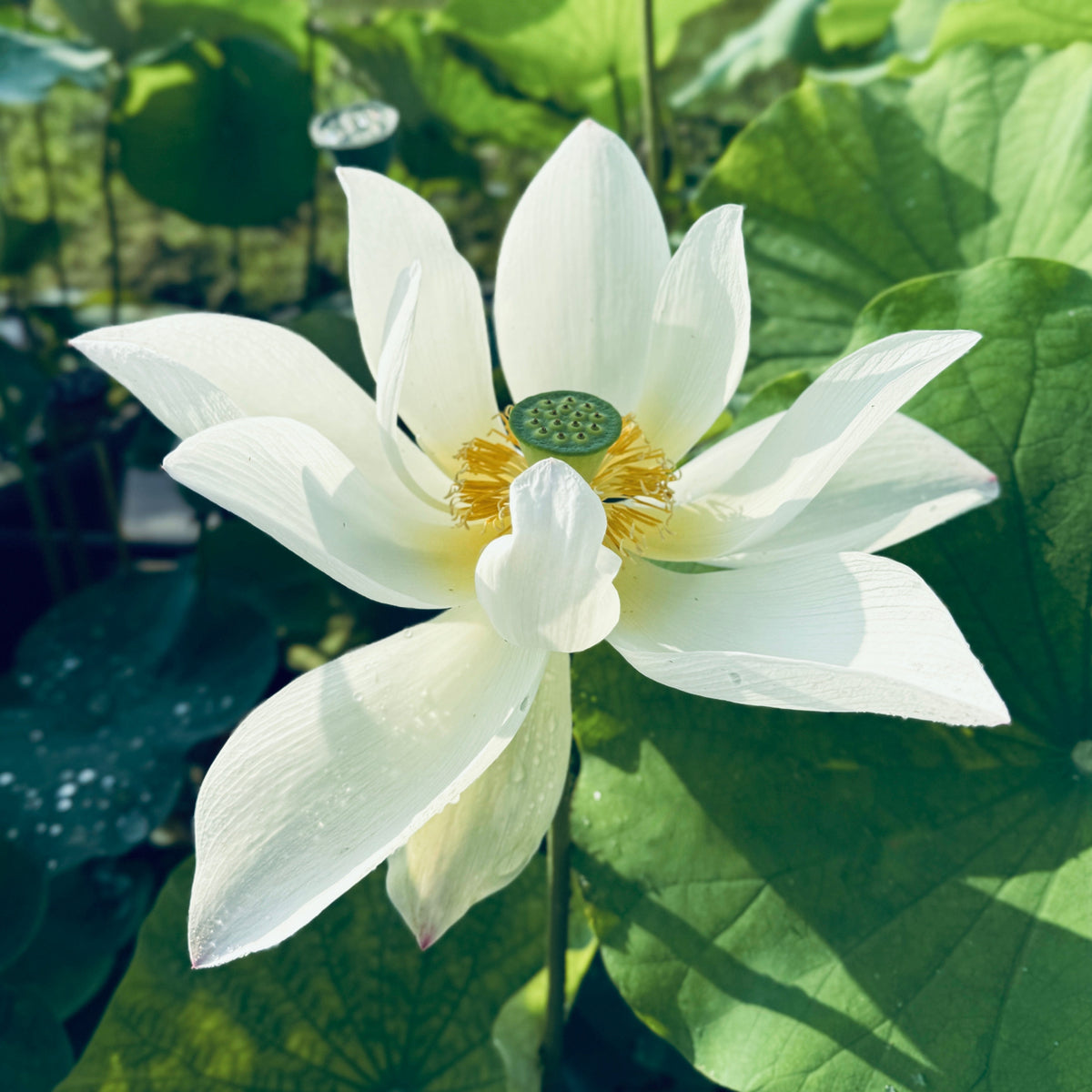 Buddha in Clear Water Lotus (Bare Root)
