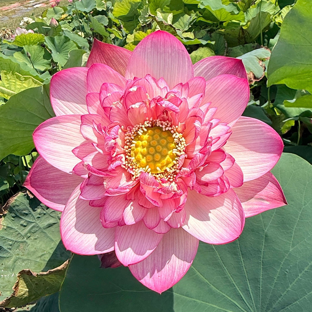 Royal Purple Lotus (Bare Root)