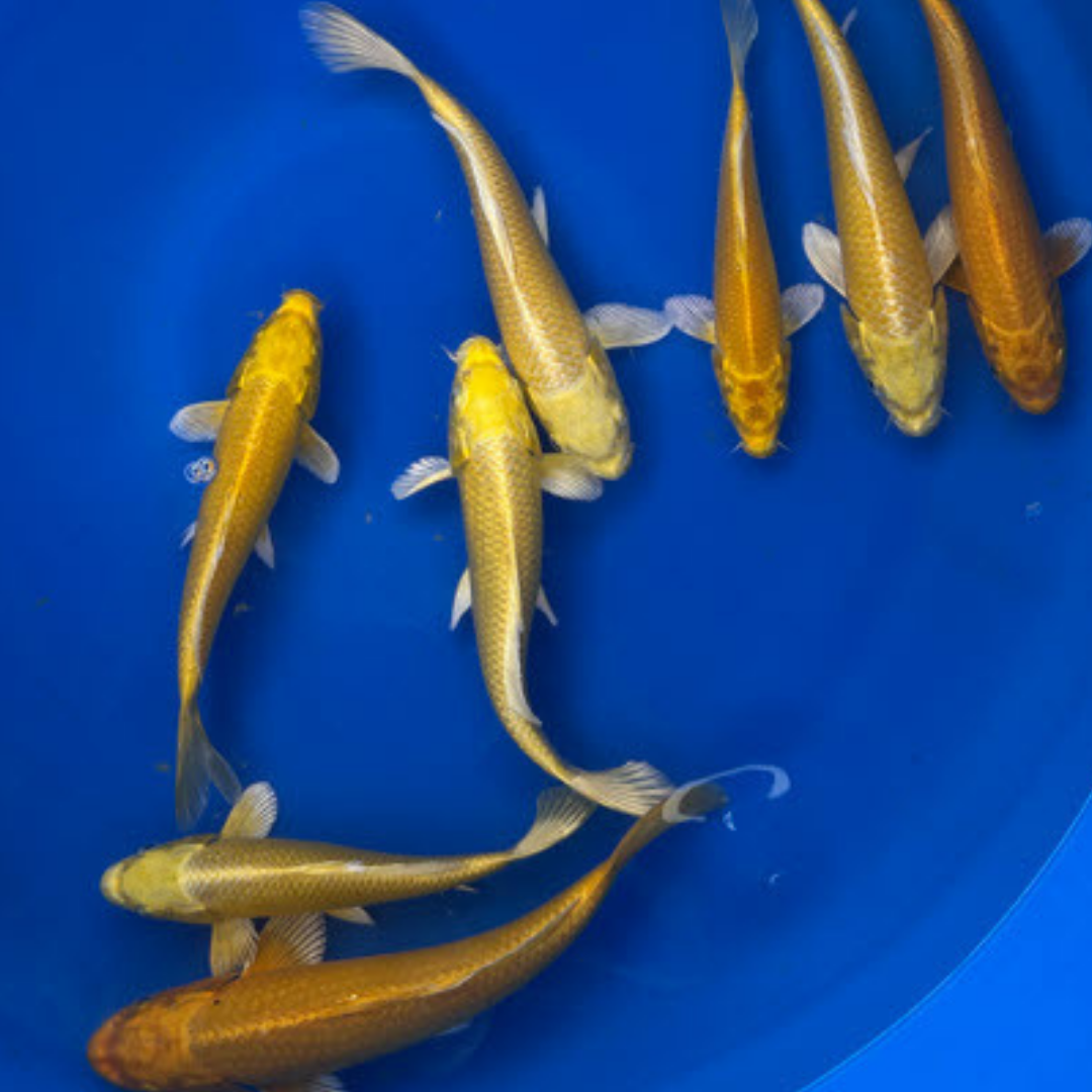 Premium Yamabuki Ogon (山吹黄金) – Golden Yellow Metallic - Japanese Koi Fish Package