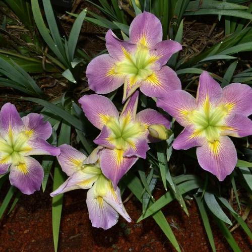 Iris Louisiana Handmaiden (raíz desnuda)