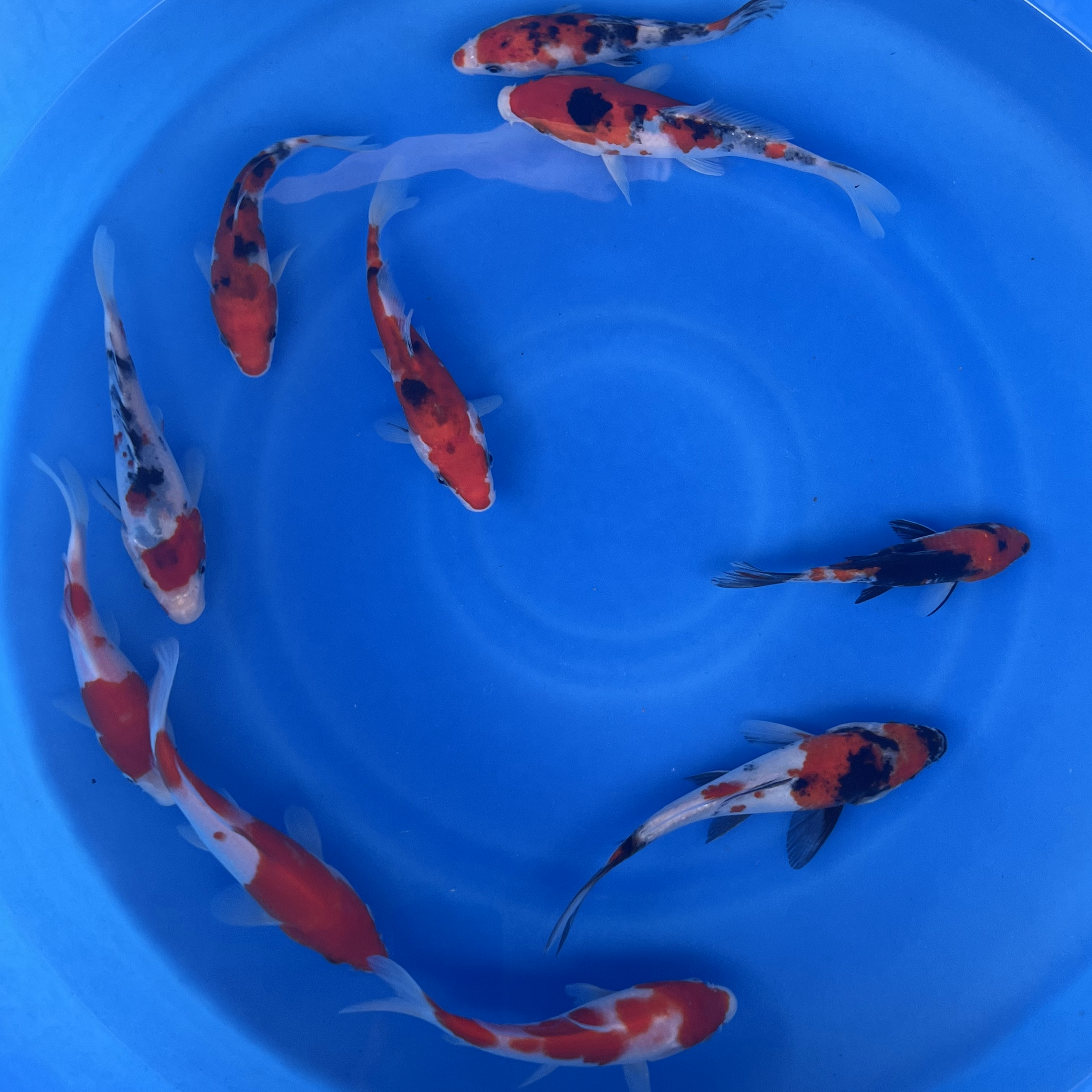 Premium Gosanke Japanese Koi Fish Packages