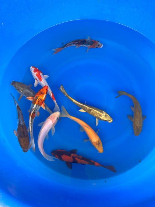 Koi small fish hotsell