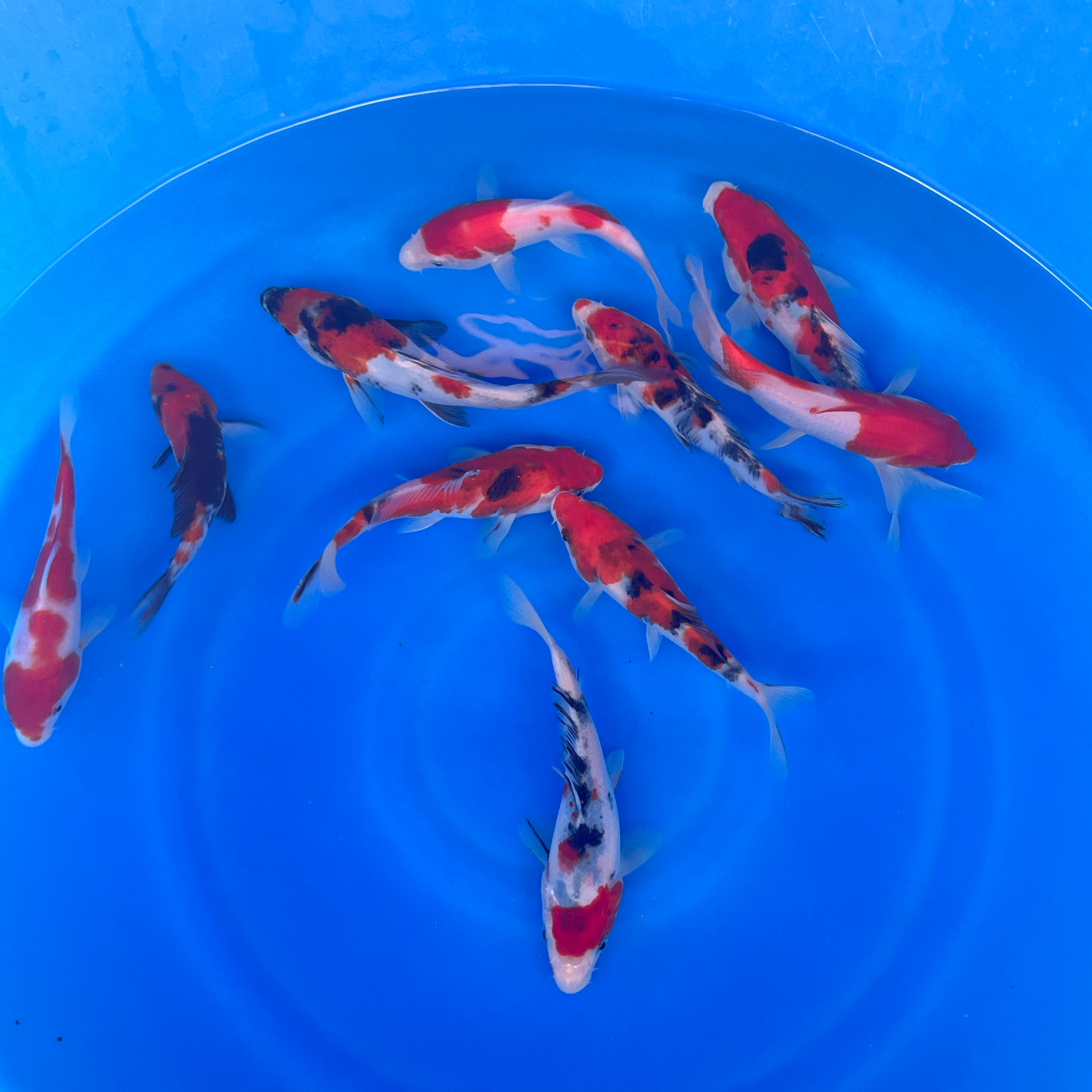 Premium Gosanke Japanese Koi Fish Packages