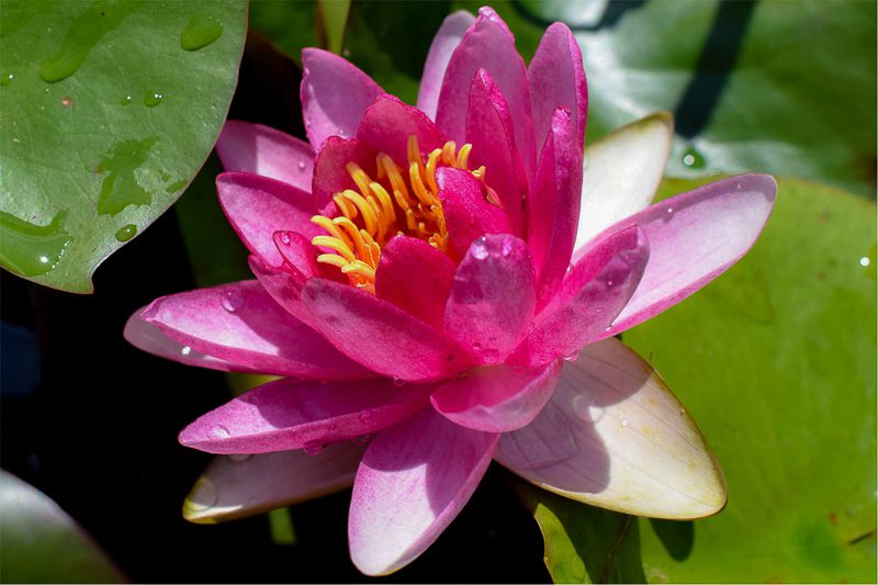 bare root pink spider lily Attraction Red Hardy Water Lily