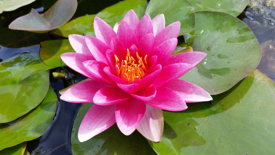 water lily flower facts Nymphaea 'Attraction Red' Hardy Lily (Bare Root)