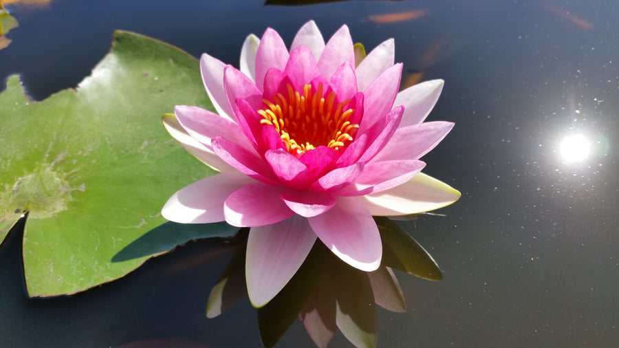 national flower lily Nymphaea 'Attraction Red' Hardy Lily (Bare Root)
