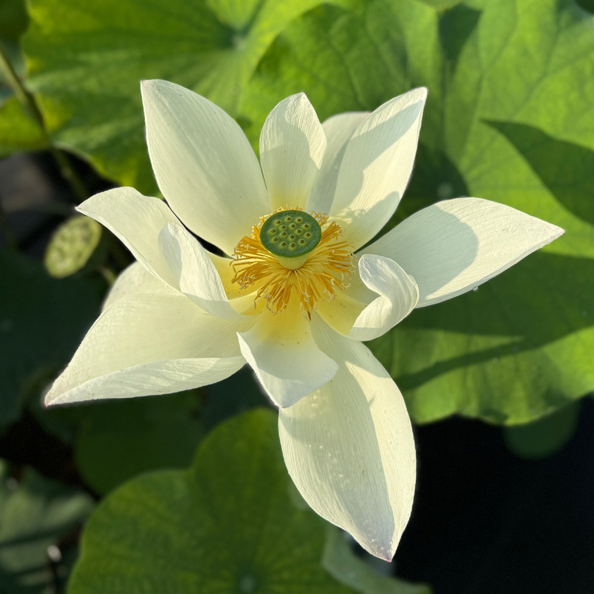 Buddha in Clear Water Lotus (Bare Root)