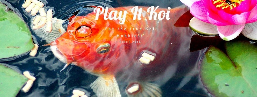 Play It Koi Premium Pond Supplies Expert Koi Care