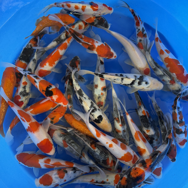 Yoshino Koi Farm – Gosanke Tosai Packages