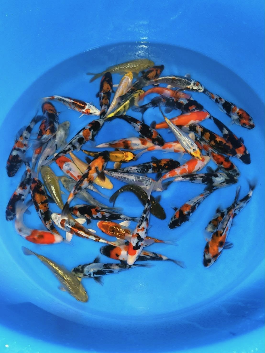 Miyatora Koi Farm – Mixed Tosai Select Packages