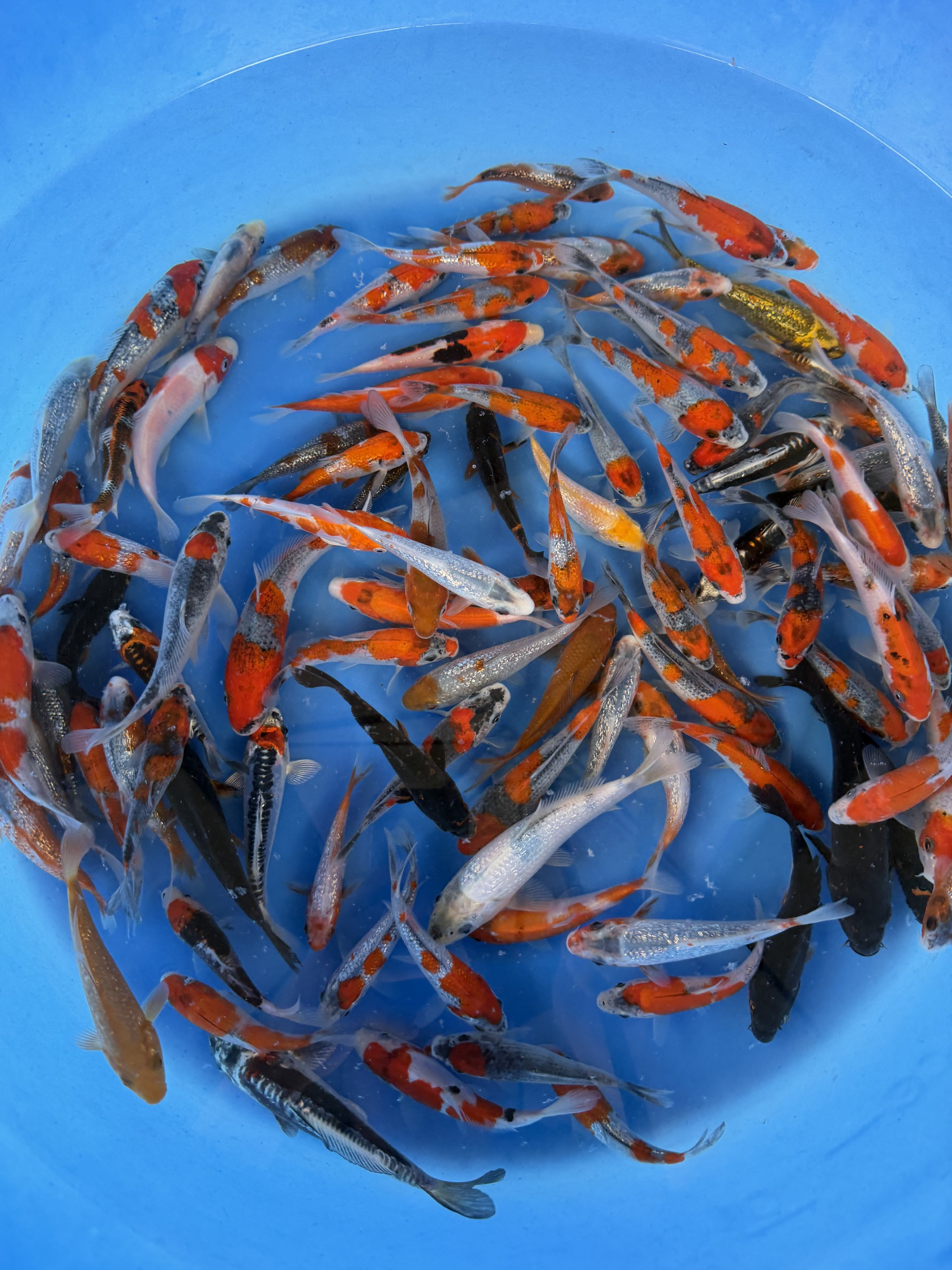 Ikarashi Ozumi Koi Farm – Kawarimono Designer Tosai Packages