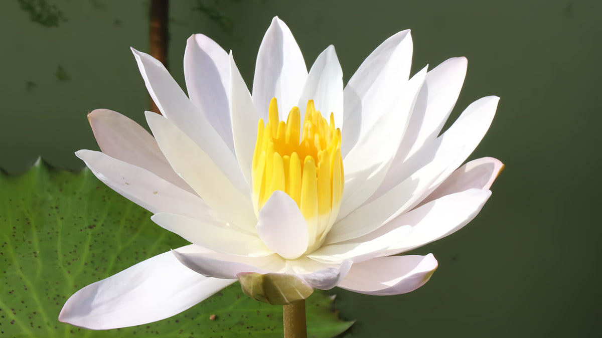 Hoa súng nhiệt đới nở đêm màu hồng Celon