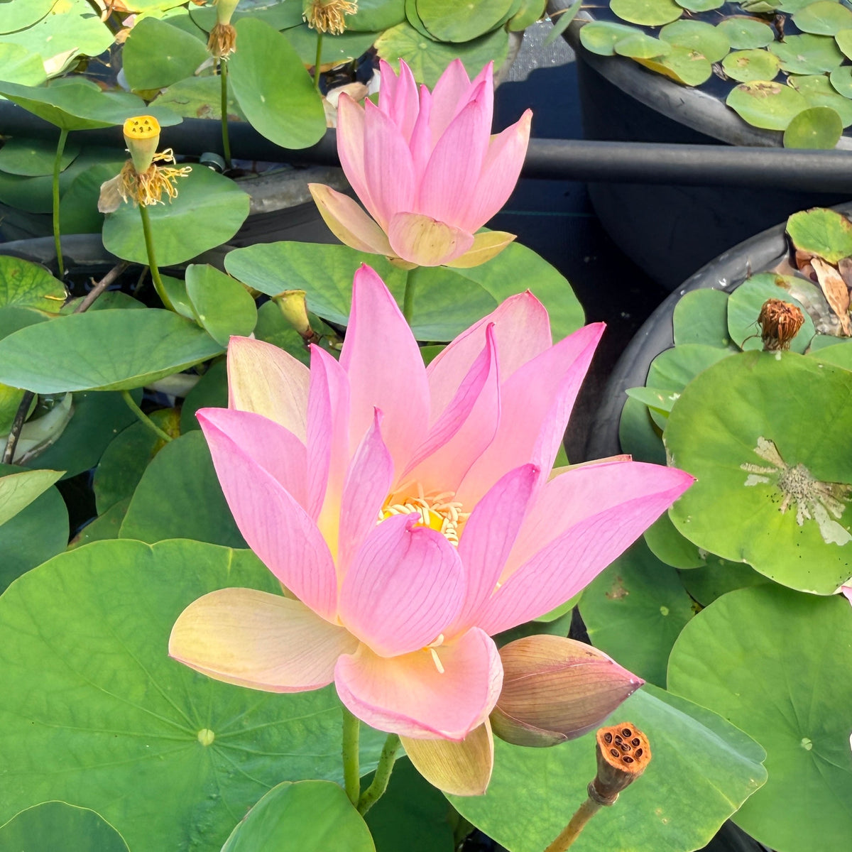 Delicate Hand Lotus (Bare Root)