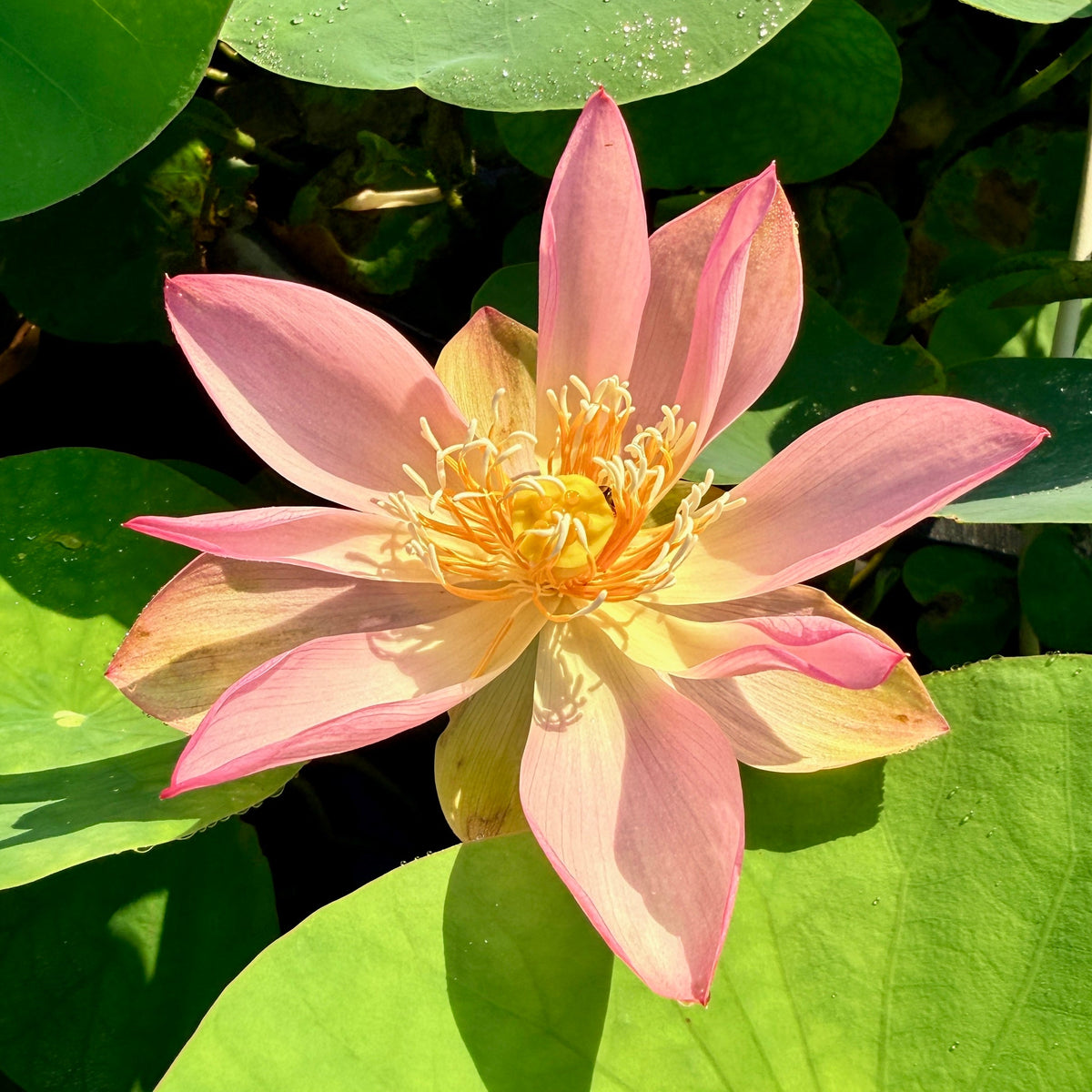 Delicate Hand Lotus (Bare Root)