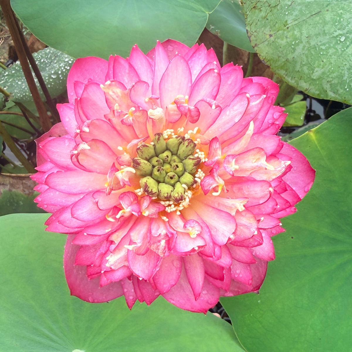 Elite-CH Lotus (Bare Root)