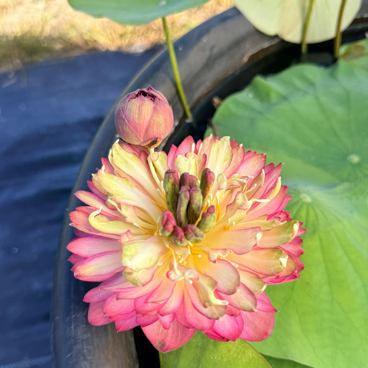 Elite-CH Lotus (Bare Root)