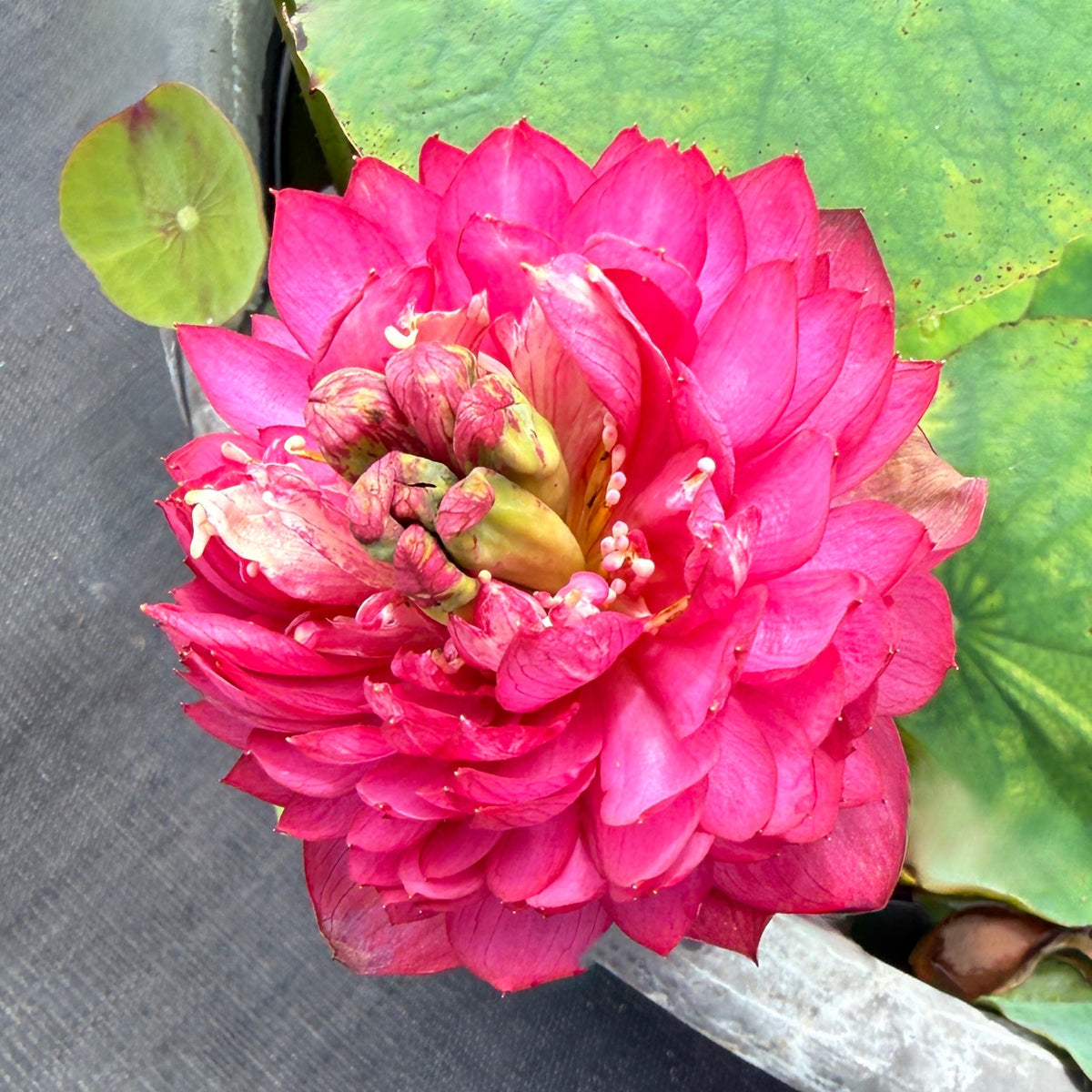 Hong Shou Lotus (Bare Root)